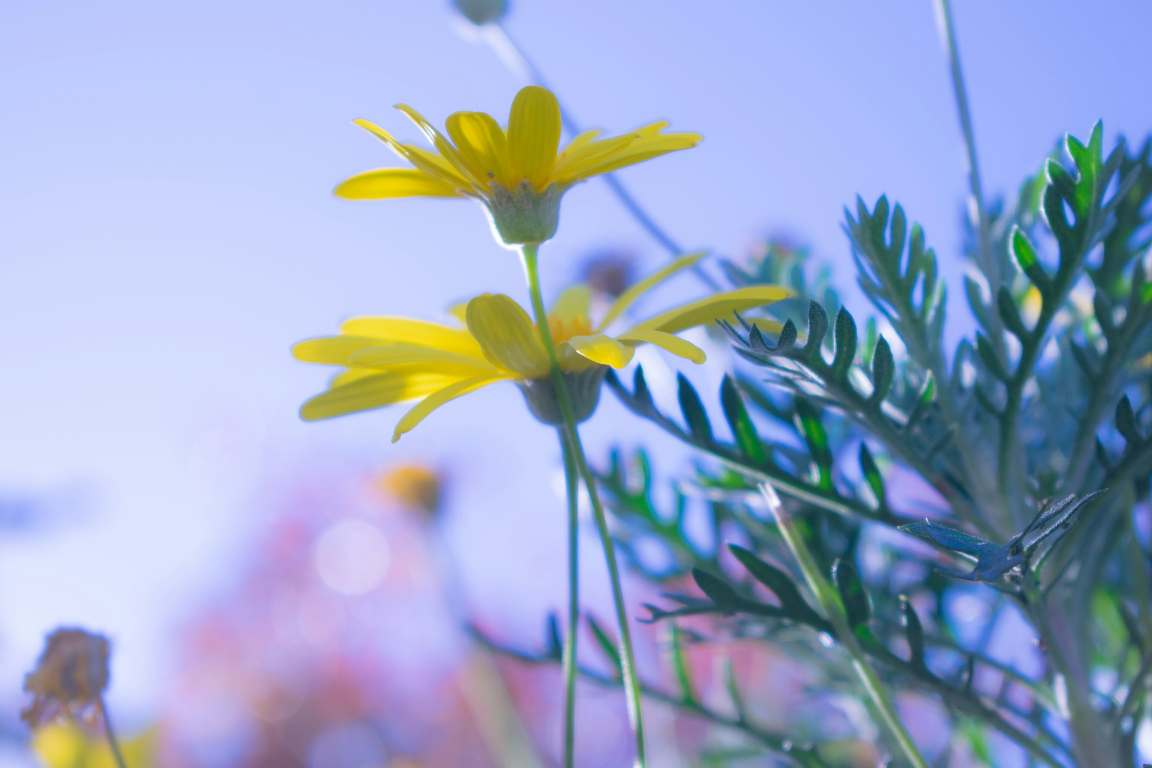 Fleurs jaunes s'épanouissant sur un fond bleu avec des feuilles vertes