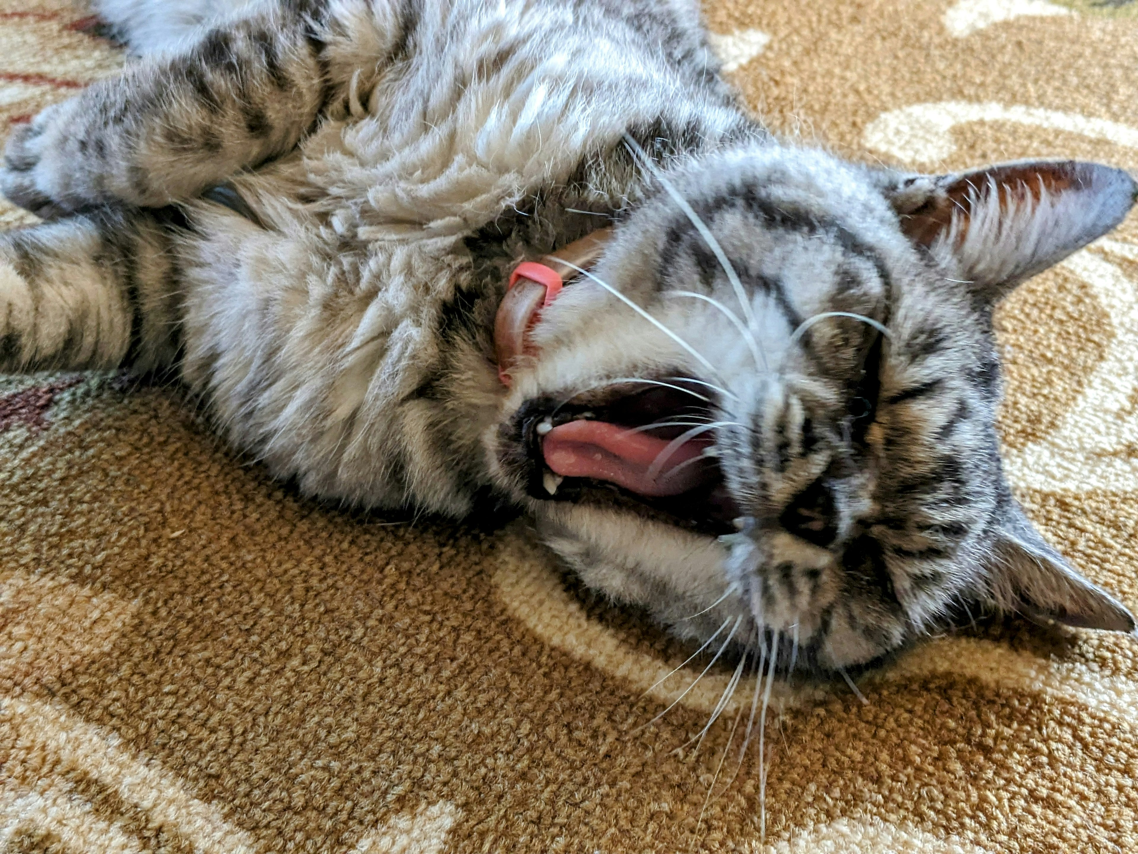 Un chat tacheté bâillant allongé sur un tapis à motifs