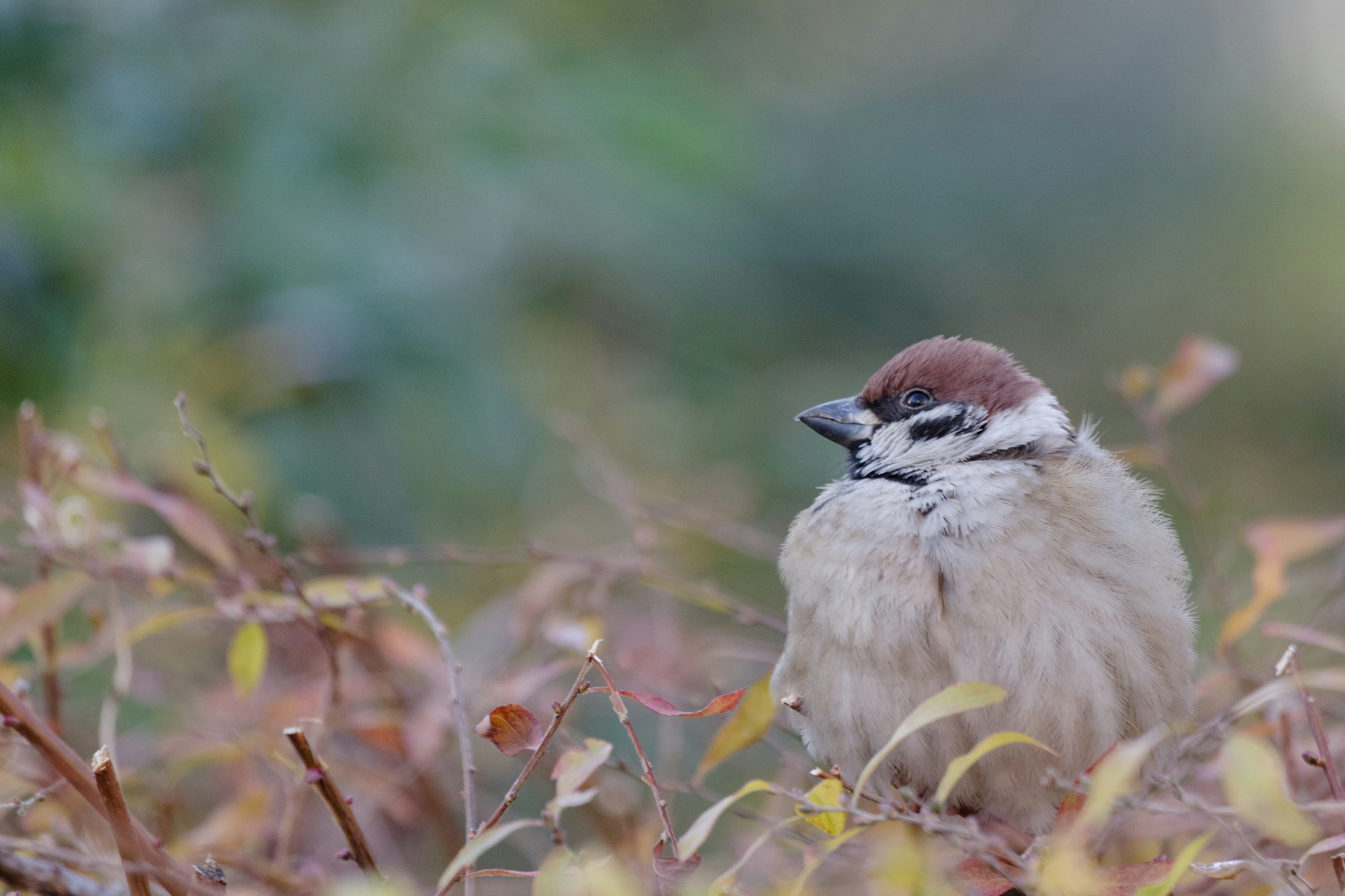 Un petit moineau assis parmi des feuilles colorées