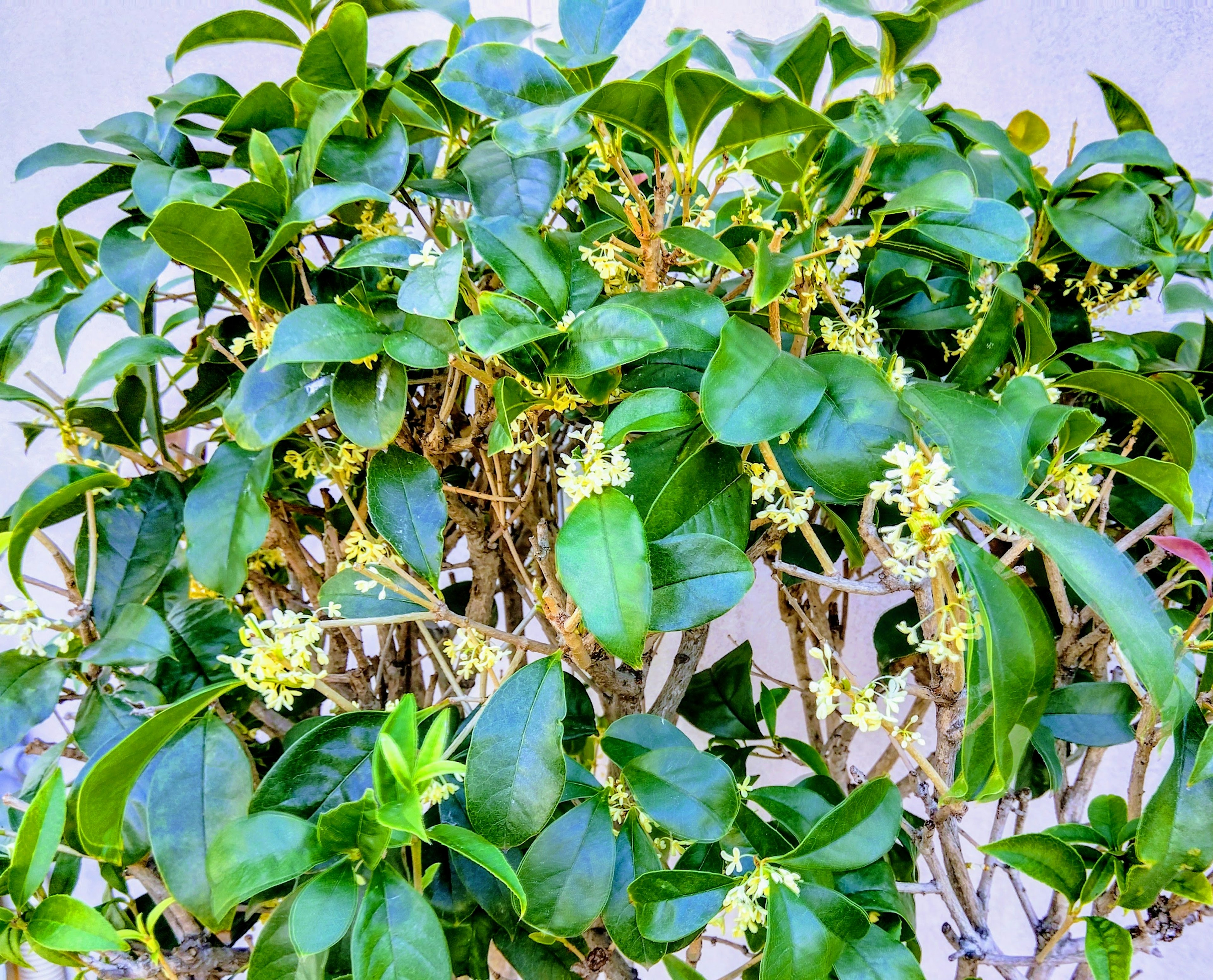 Close-up of a plant with green leaves and small white flowers