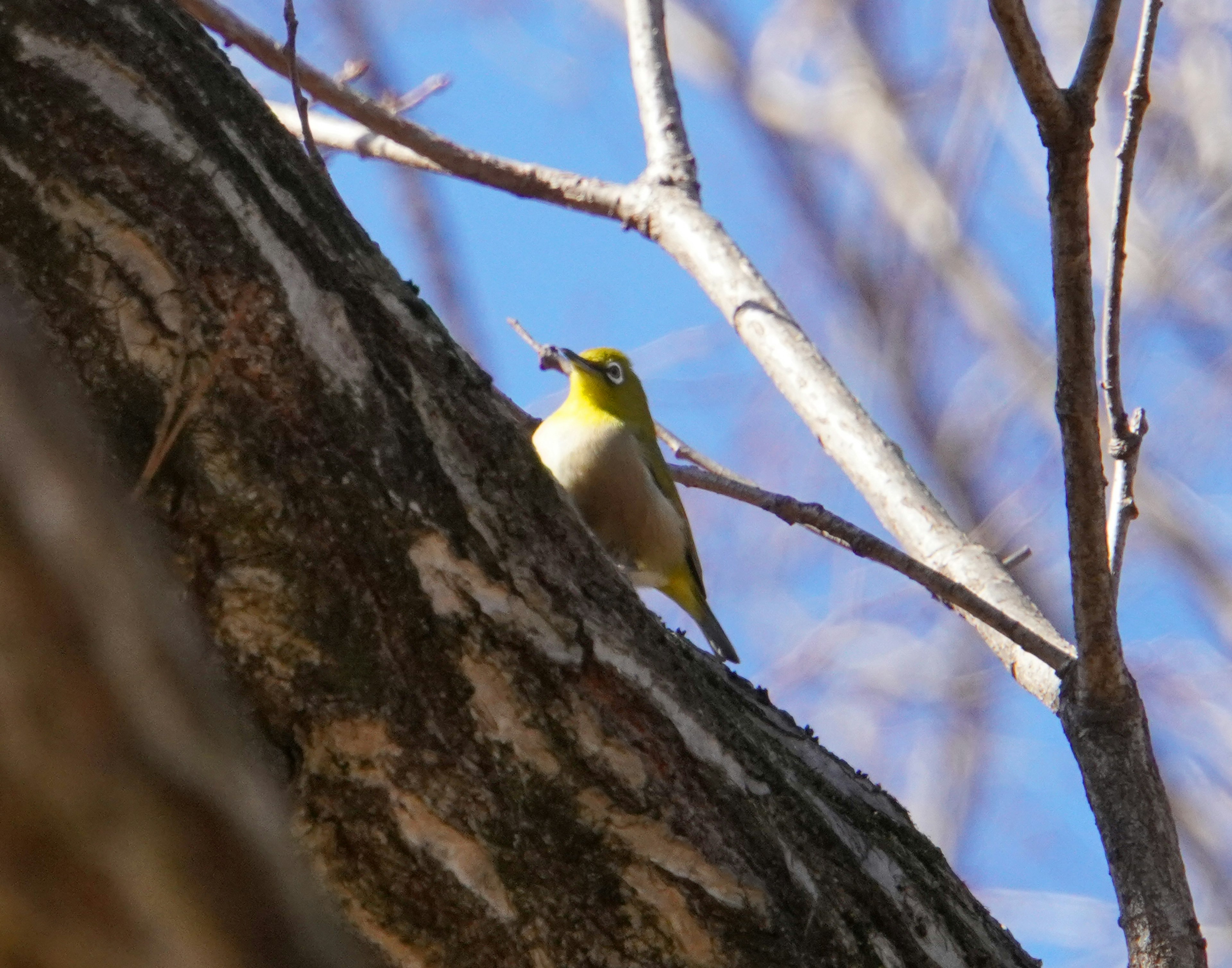 Un pequeño pájaro posado en un tronco de árbol