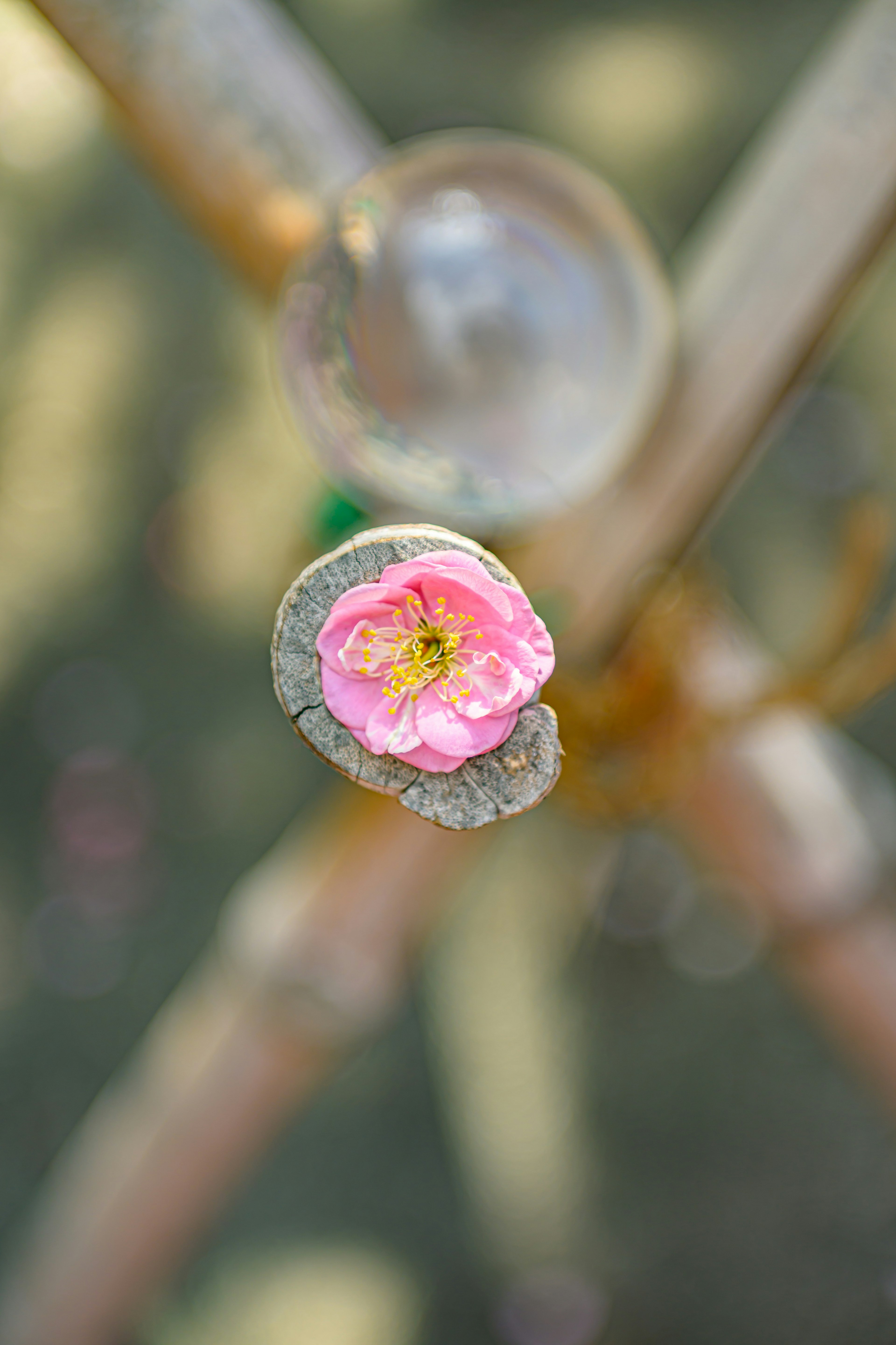 Pink flower and leaves blooming on a tree branch