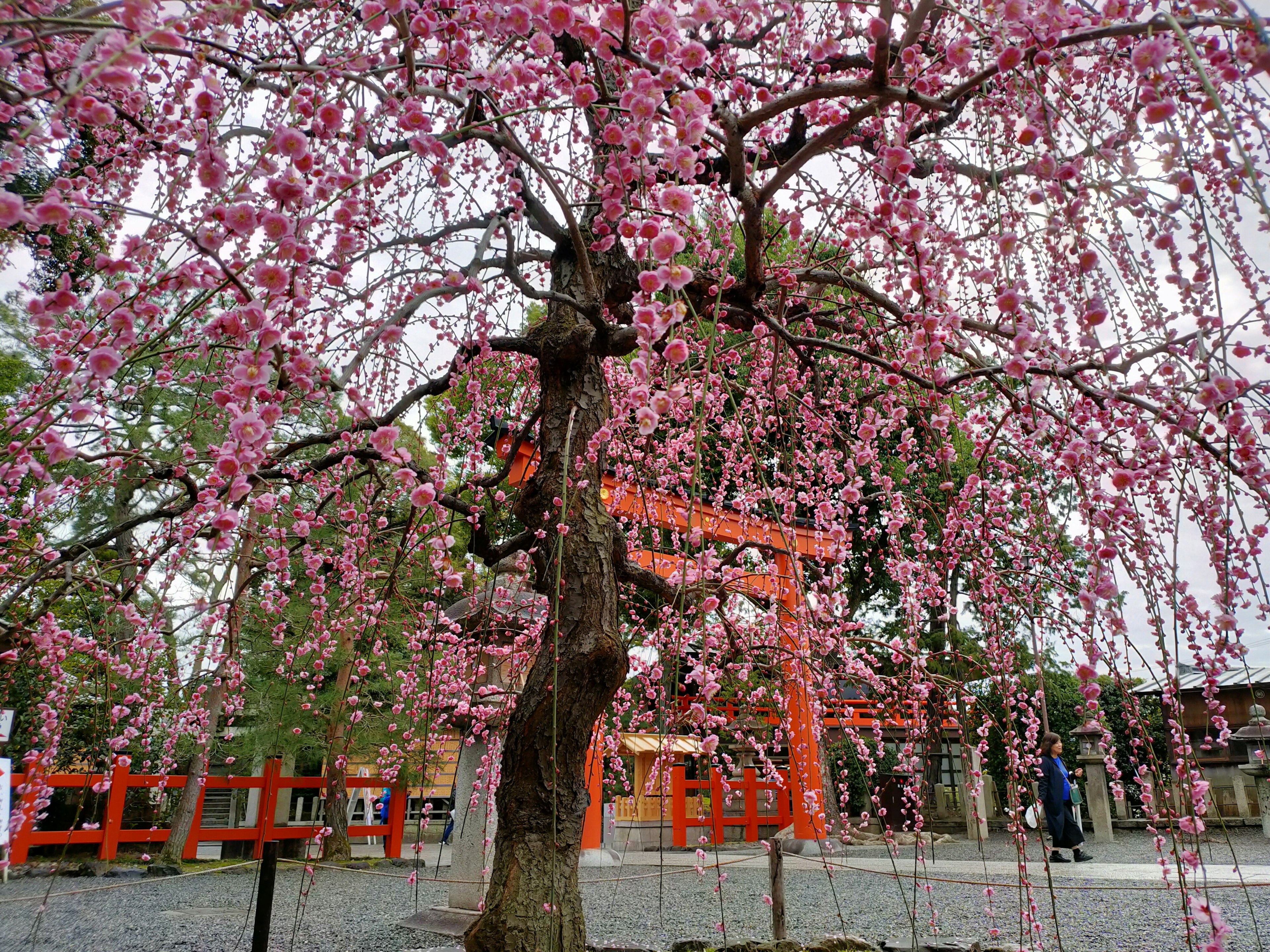 Ein blühender Kirschbaum mit rosa Blüten und einem Torii im Hintergrund