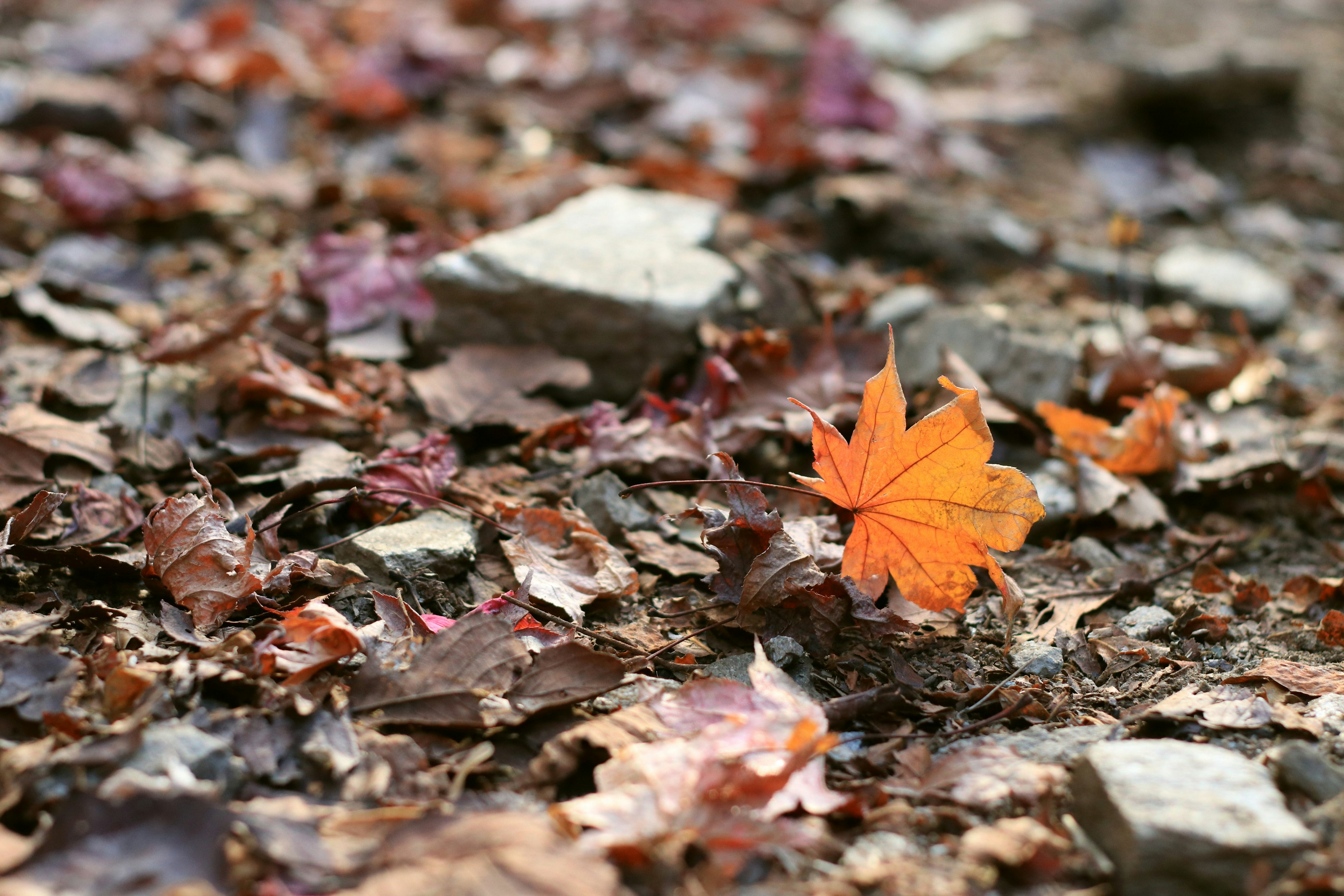 Gros plan sur des feuilles mortes colorées et des pierres au sol