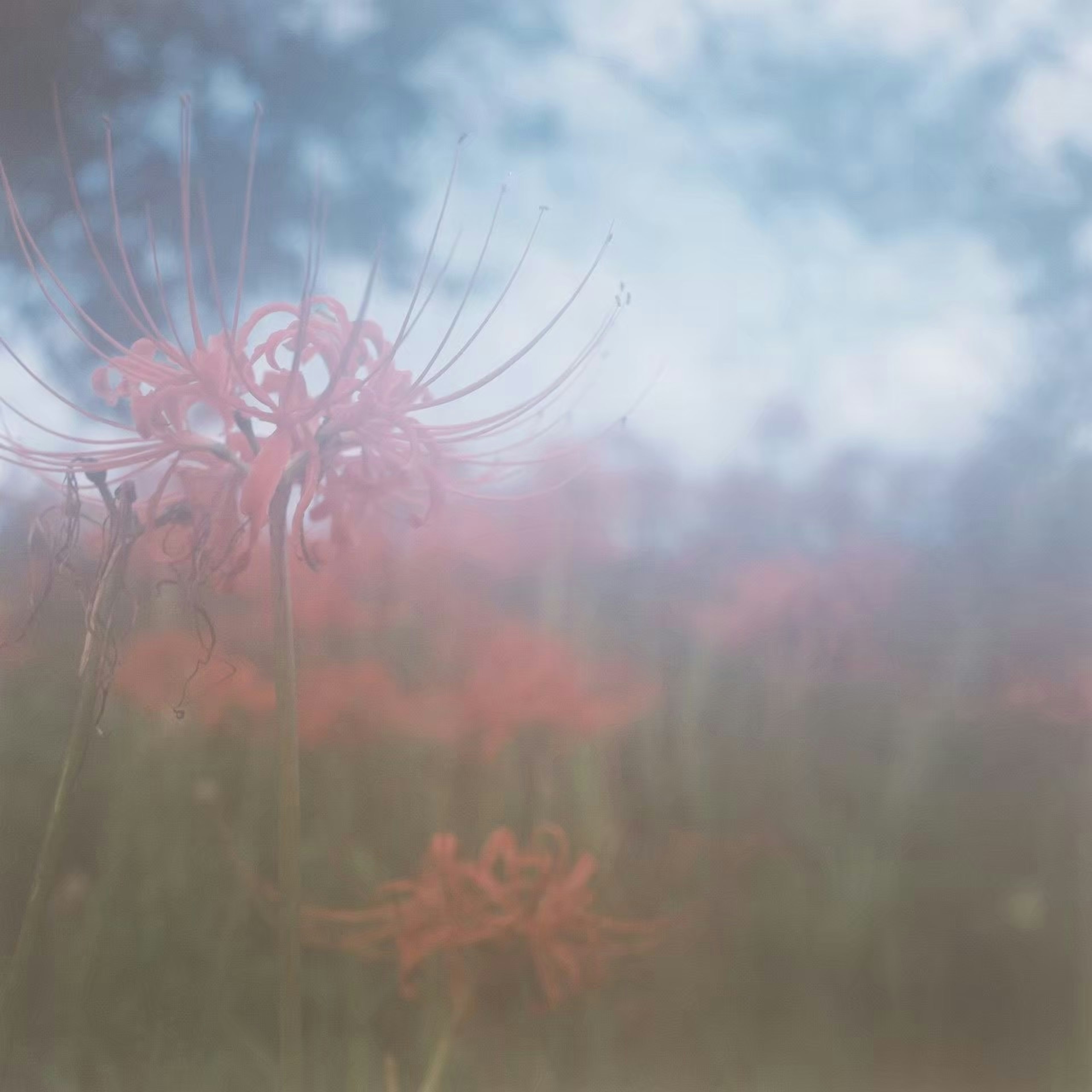 Gruppe roter Spinnenlilien, die in sanfter Nebel mit blauem Himmel blühen