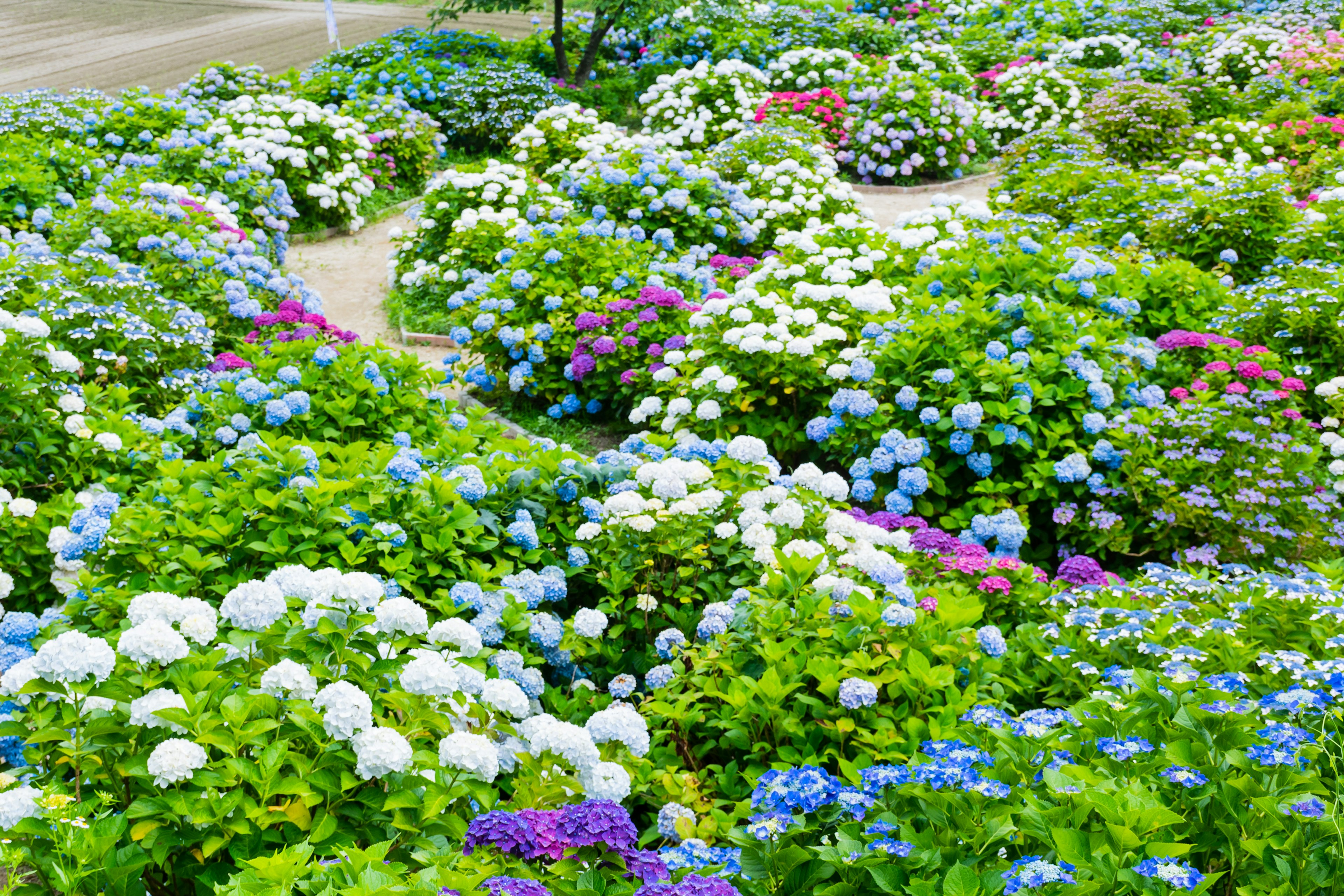 Taman yang hidup dipenuhi dengan hortensia yang mekar dalam berbagai warna