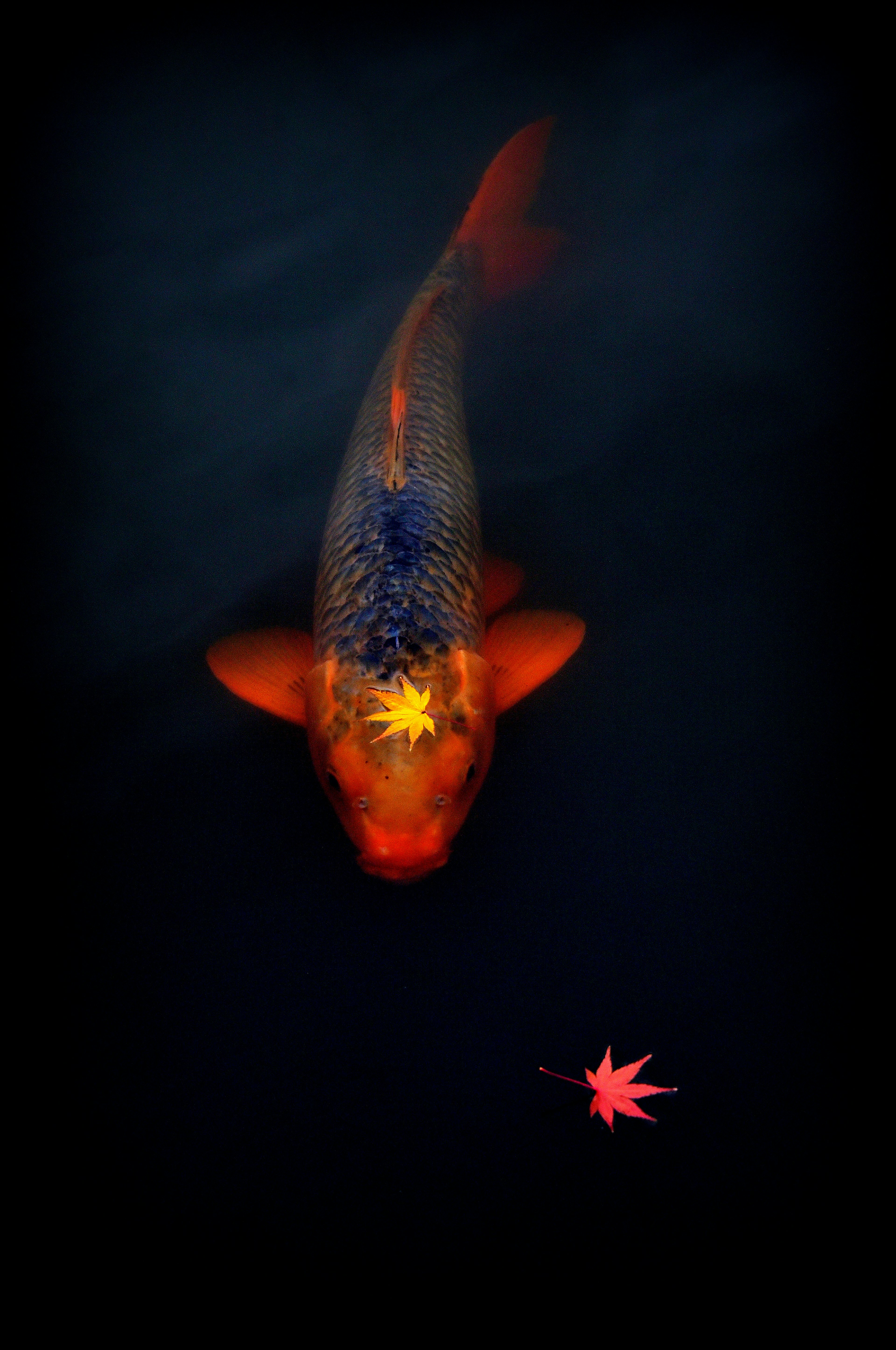 Vibrant koi fish swimming near a maple leaf on the water surface