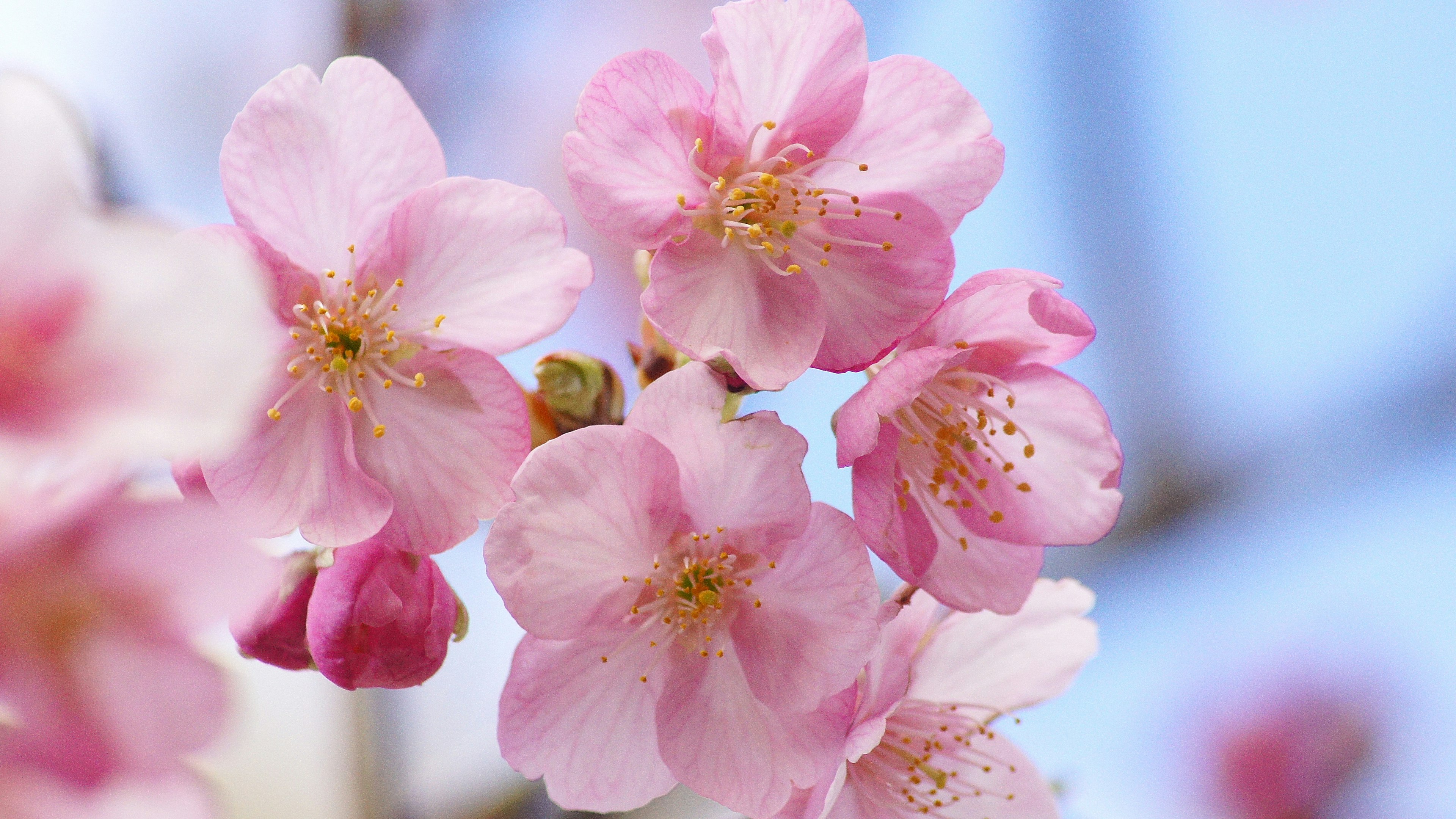 Close-up bunga sakura yang indah