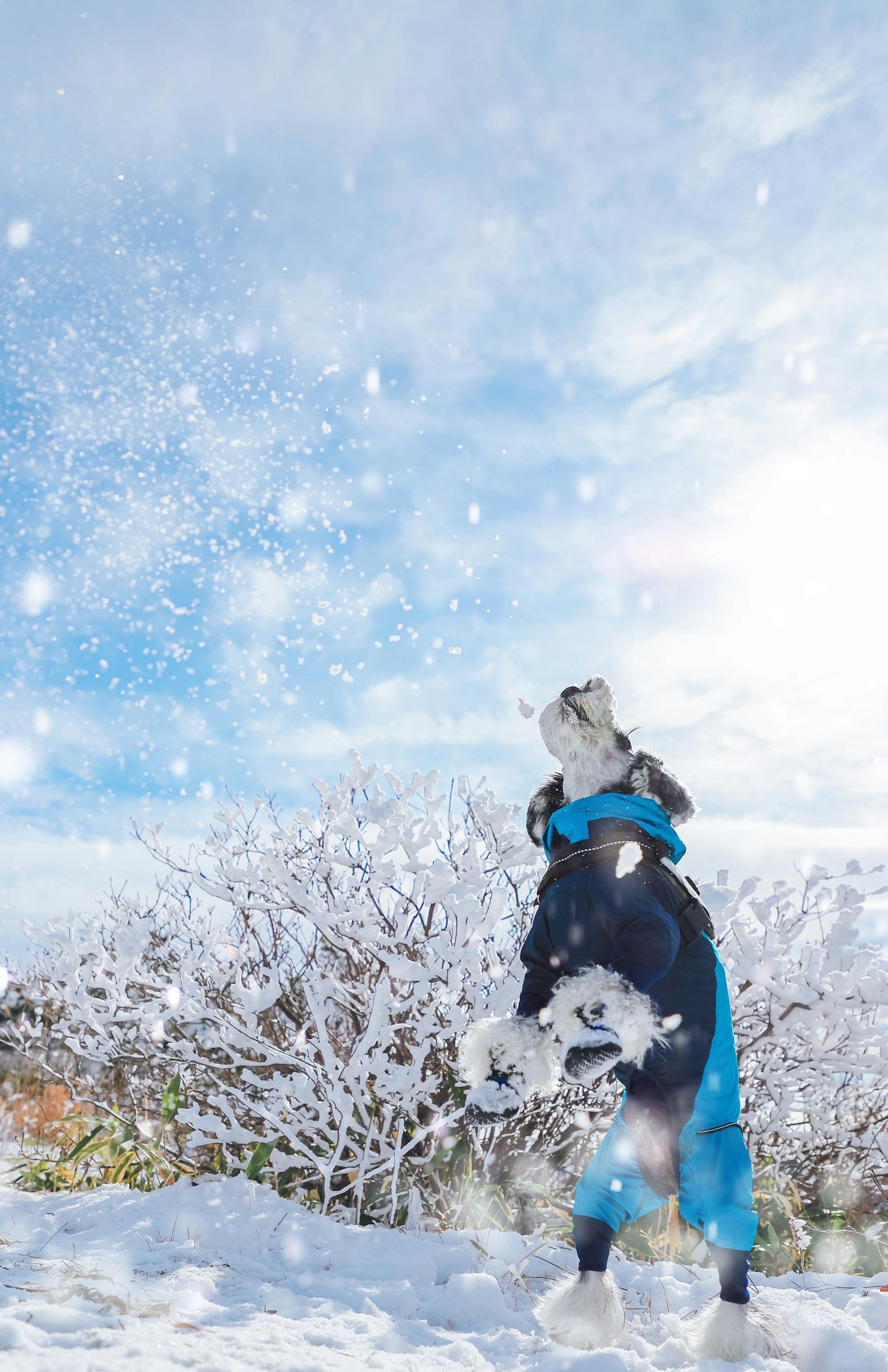 人在雪中騎馬，明亮的藍天