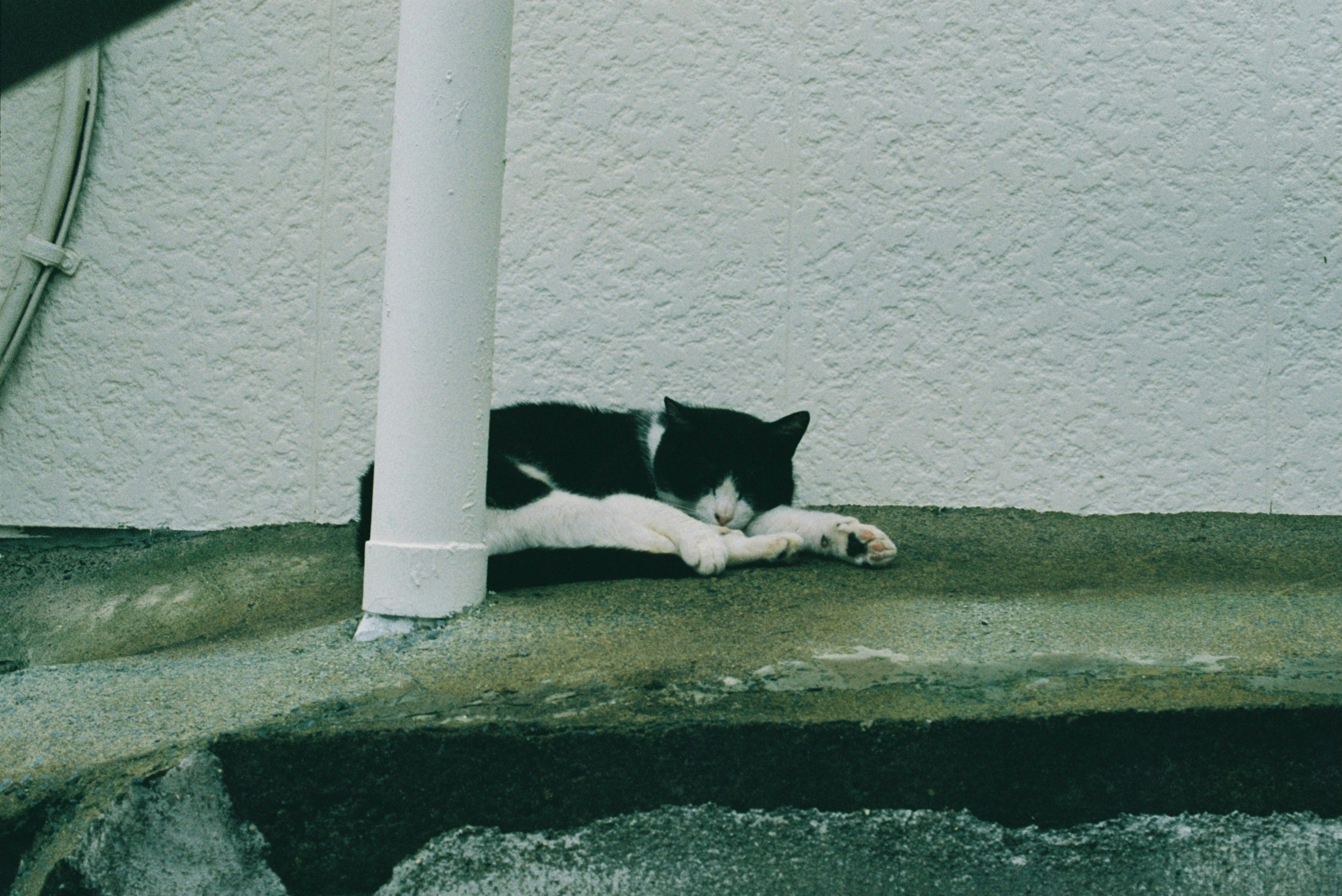 A black and white cat sleeping in front of a white wall