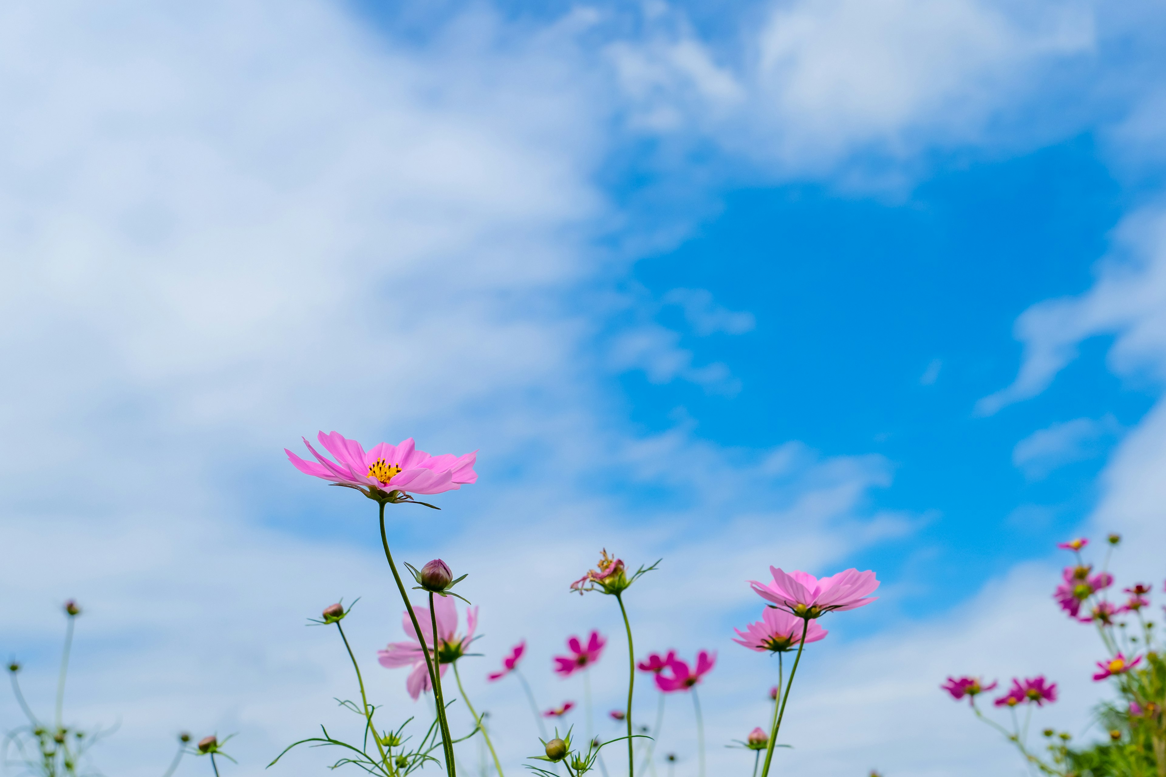 Rosa Kosmosblüten blühen unter einem blauen Himmel