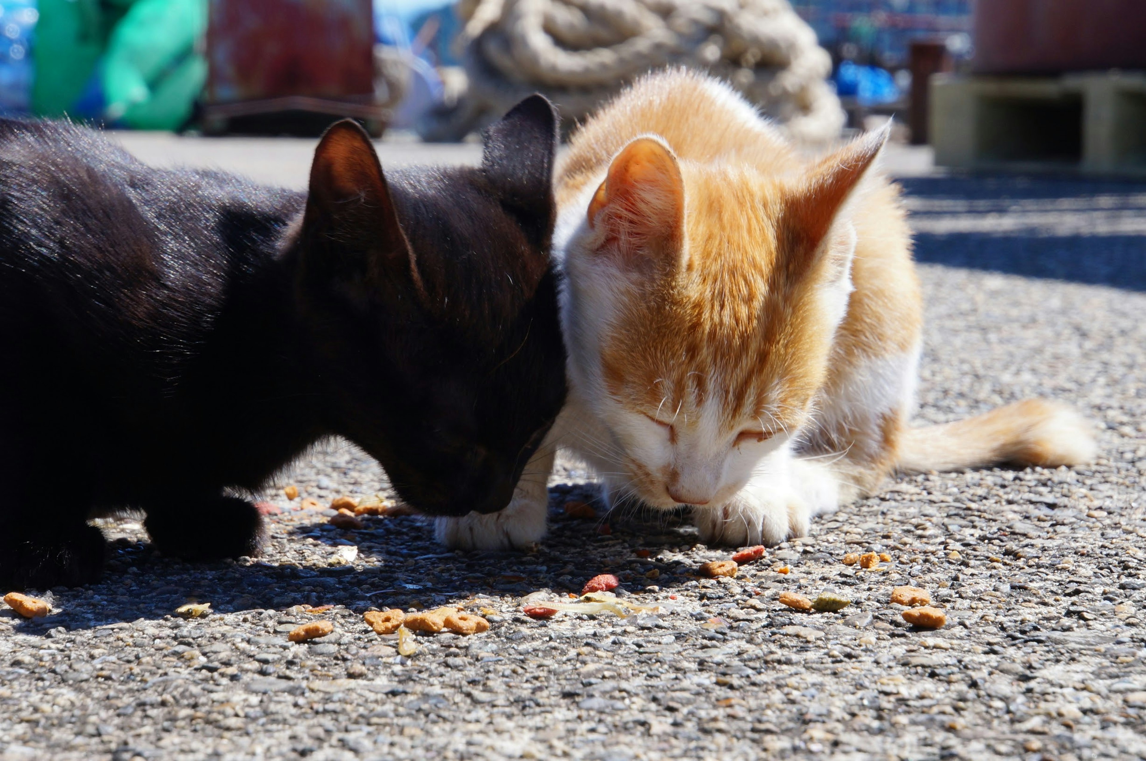 Dos gatitos comiendo comida en el suelo uno negro y uno naranja