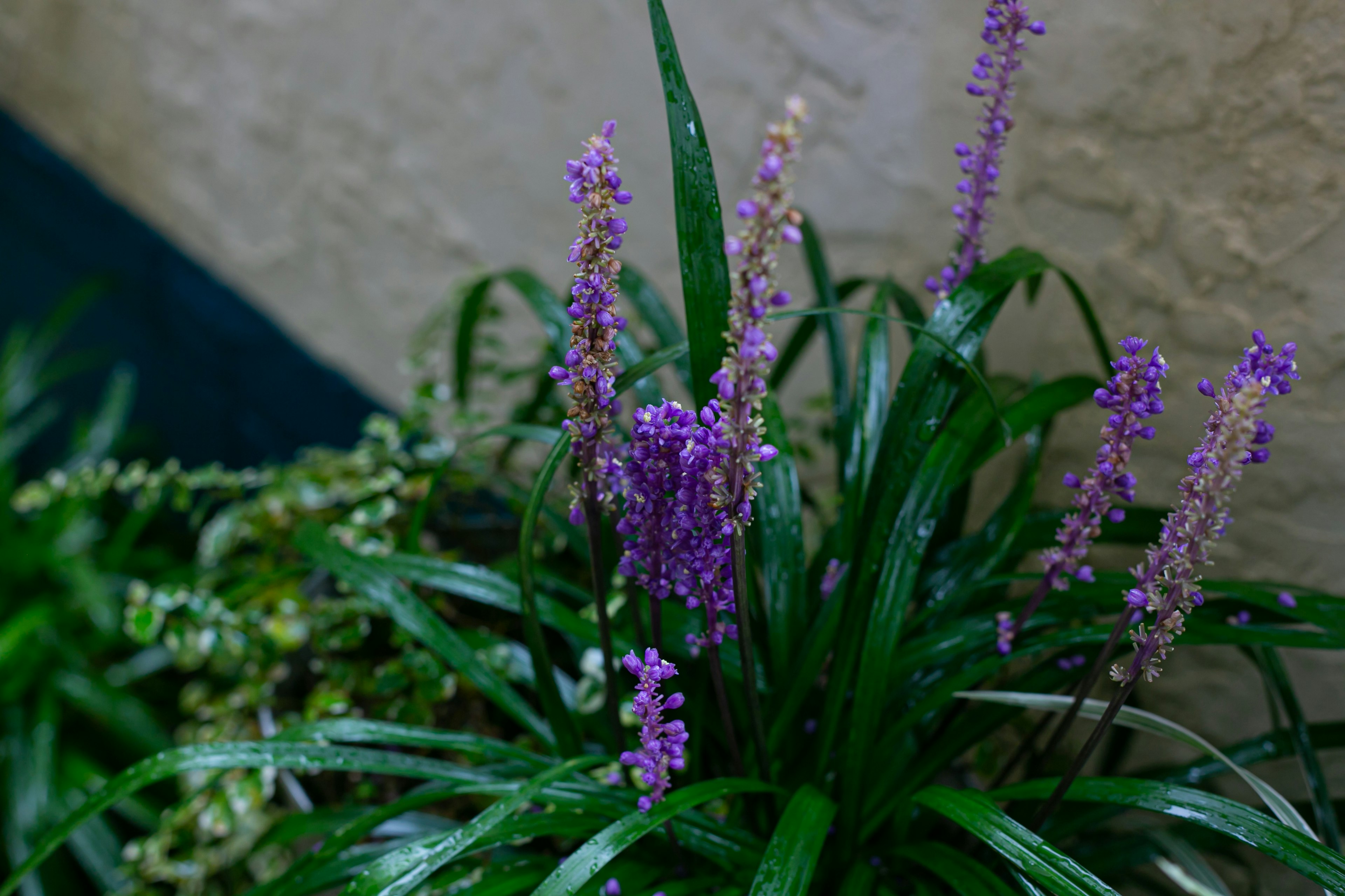 Nahaufnahme einer Pflanze mit grünen Blättern und lila Blumen