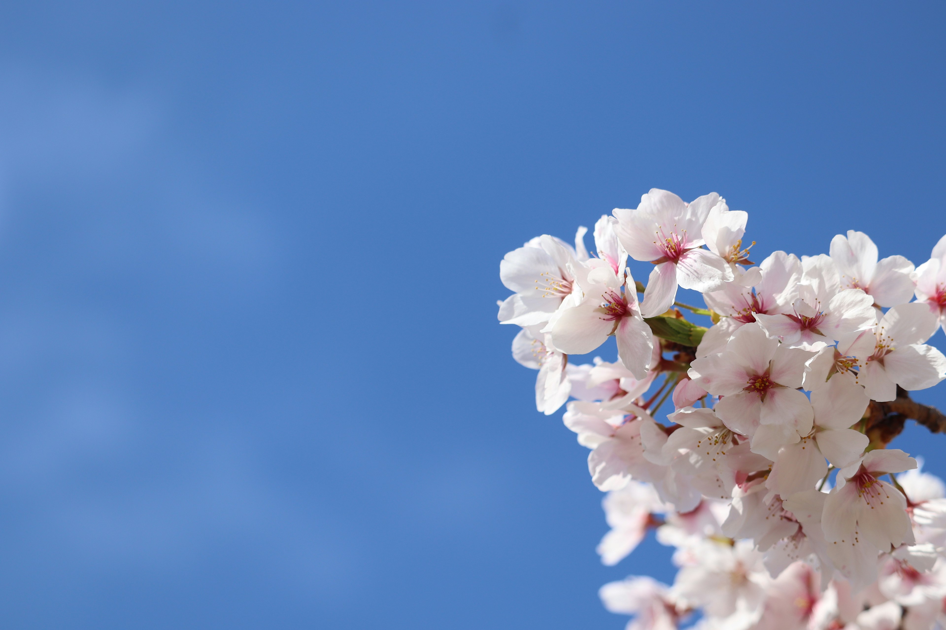 Nahaufnahme von Kirschblüten vor blauem Himmel