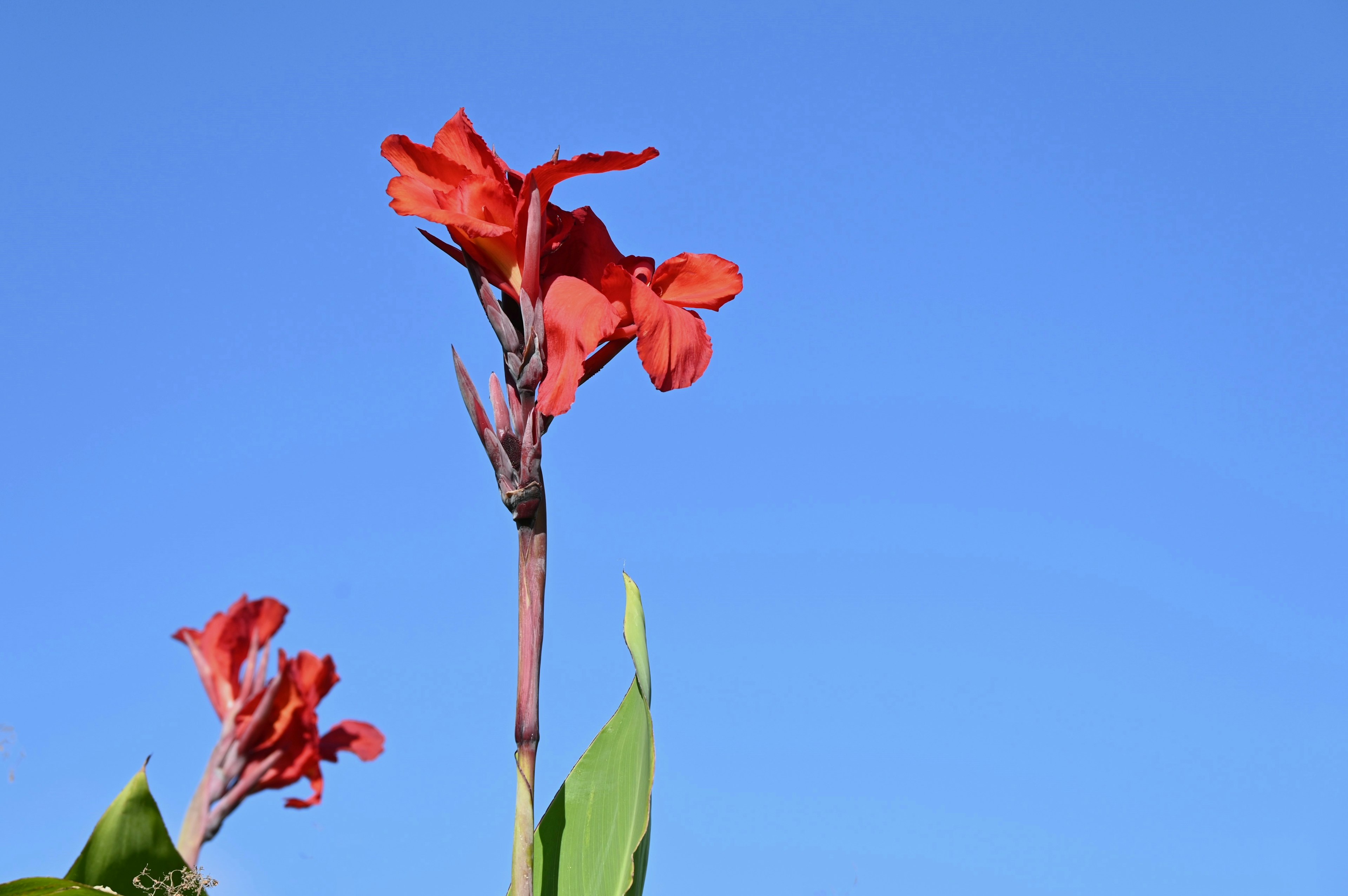 Fleur rouge et feuilles vertes sur fond bleu clair