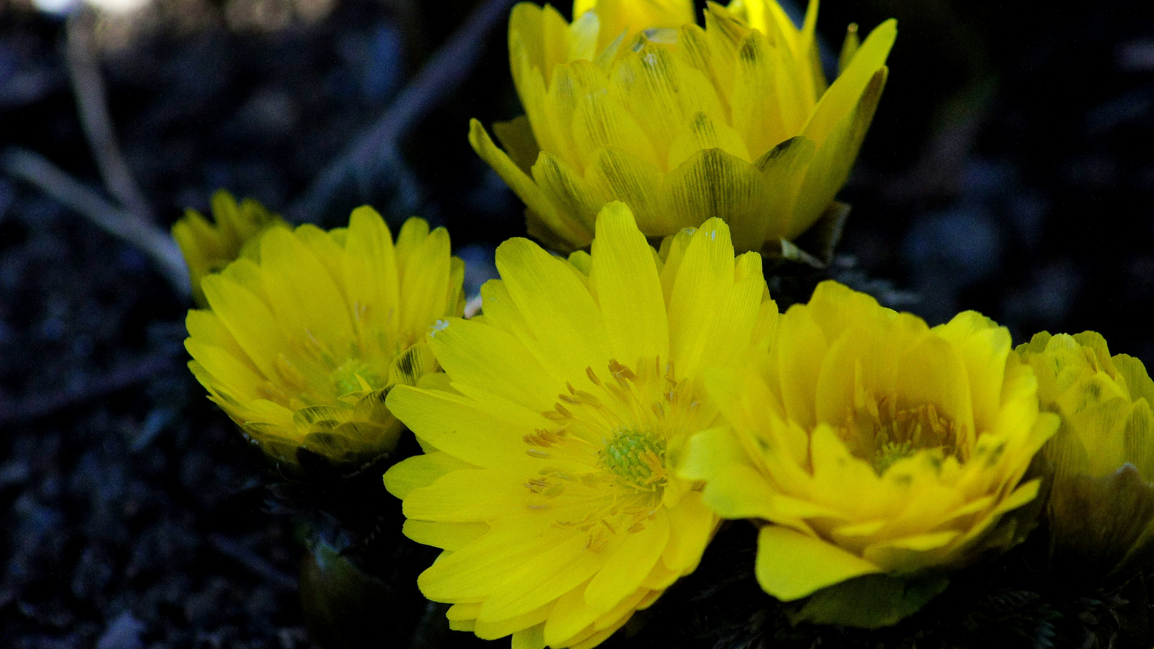 A cluster of vibrant yellow flowers blooming in the dark soil