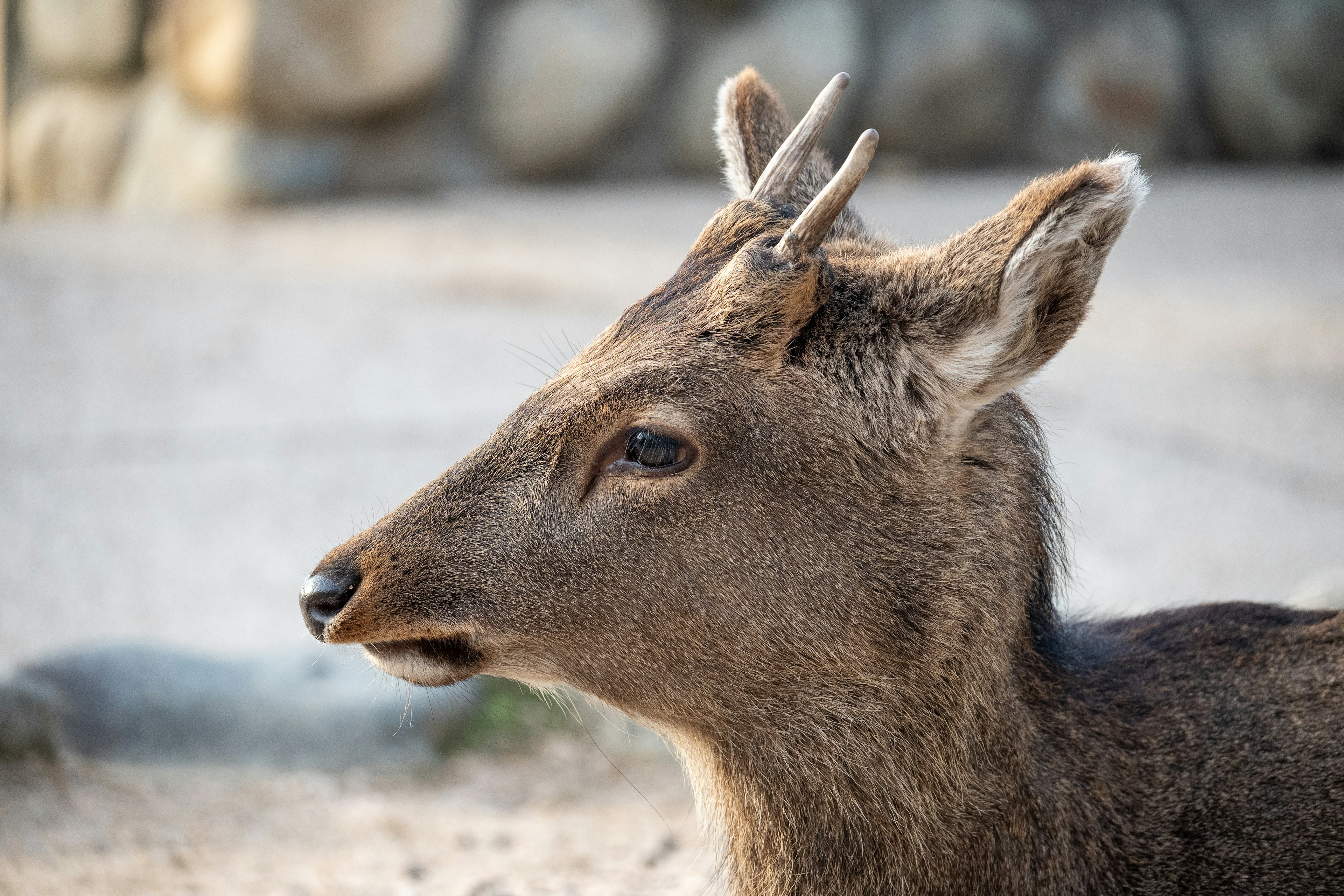 Close-up of a deer with small antlers