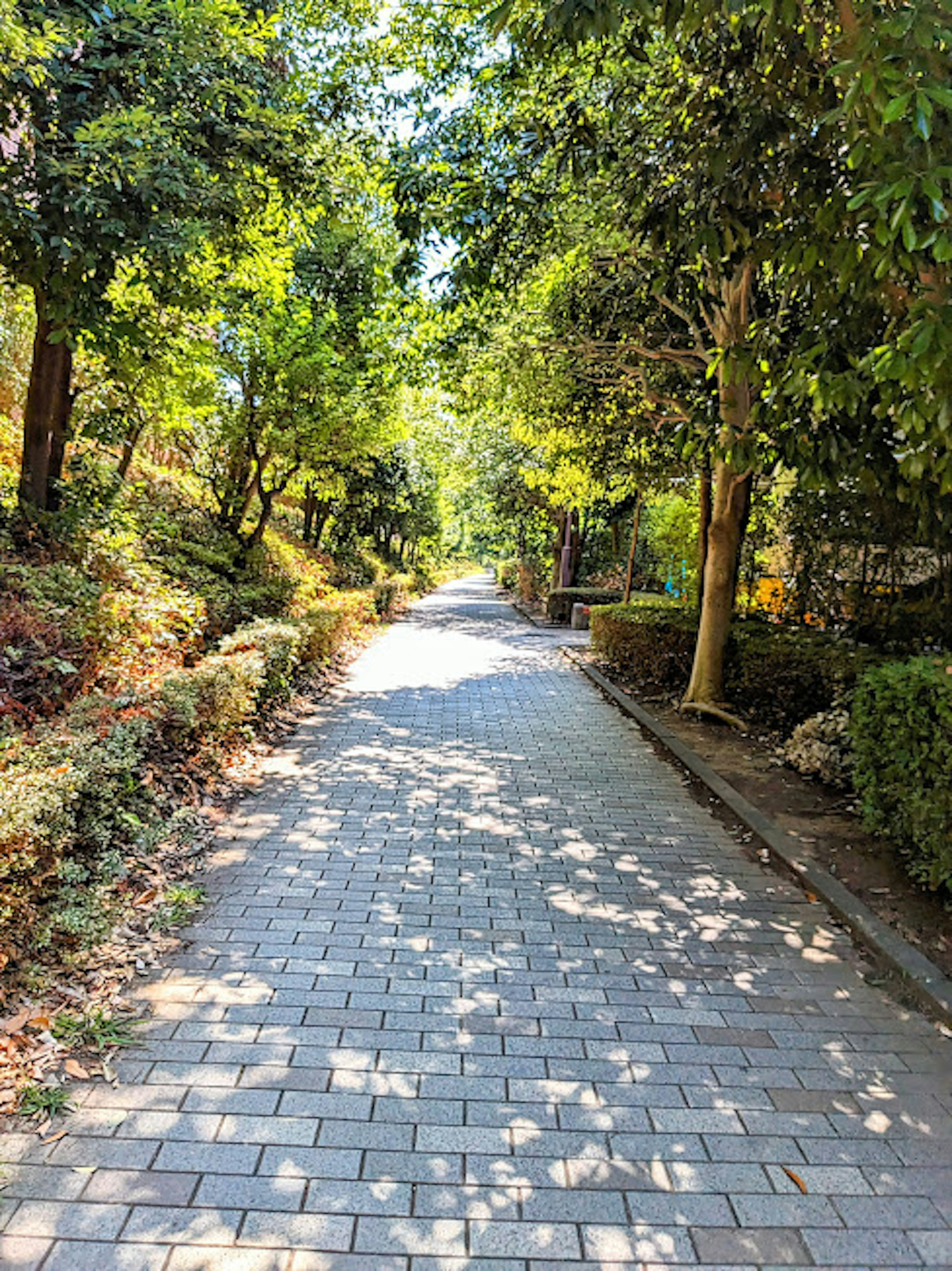 緑の木々に囲まれた明るい散歩道