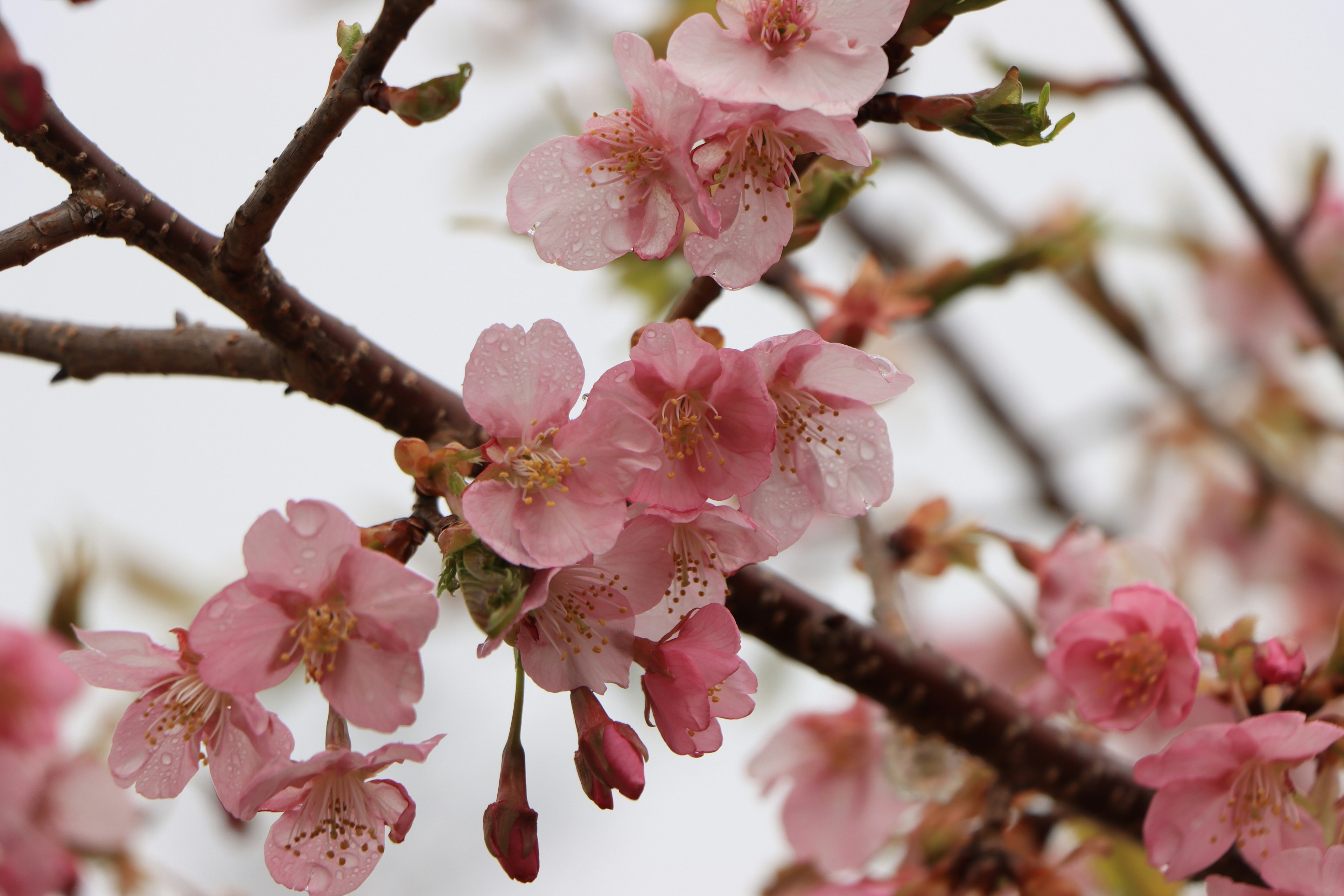 桜の花が咲いている枝のクローズアップ