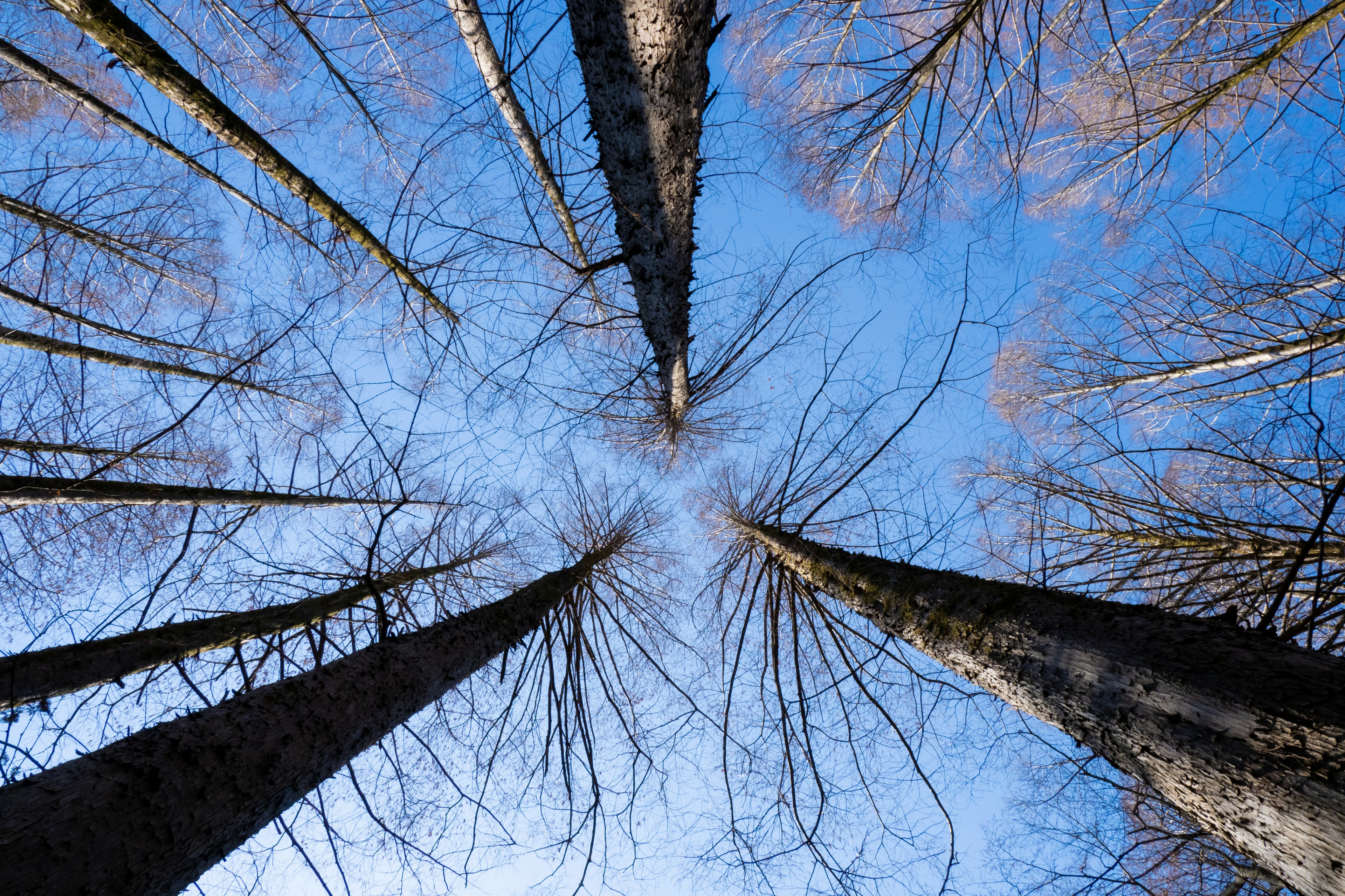 Tall trees forming a canopy against a blue sky