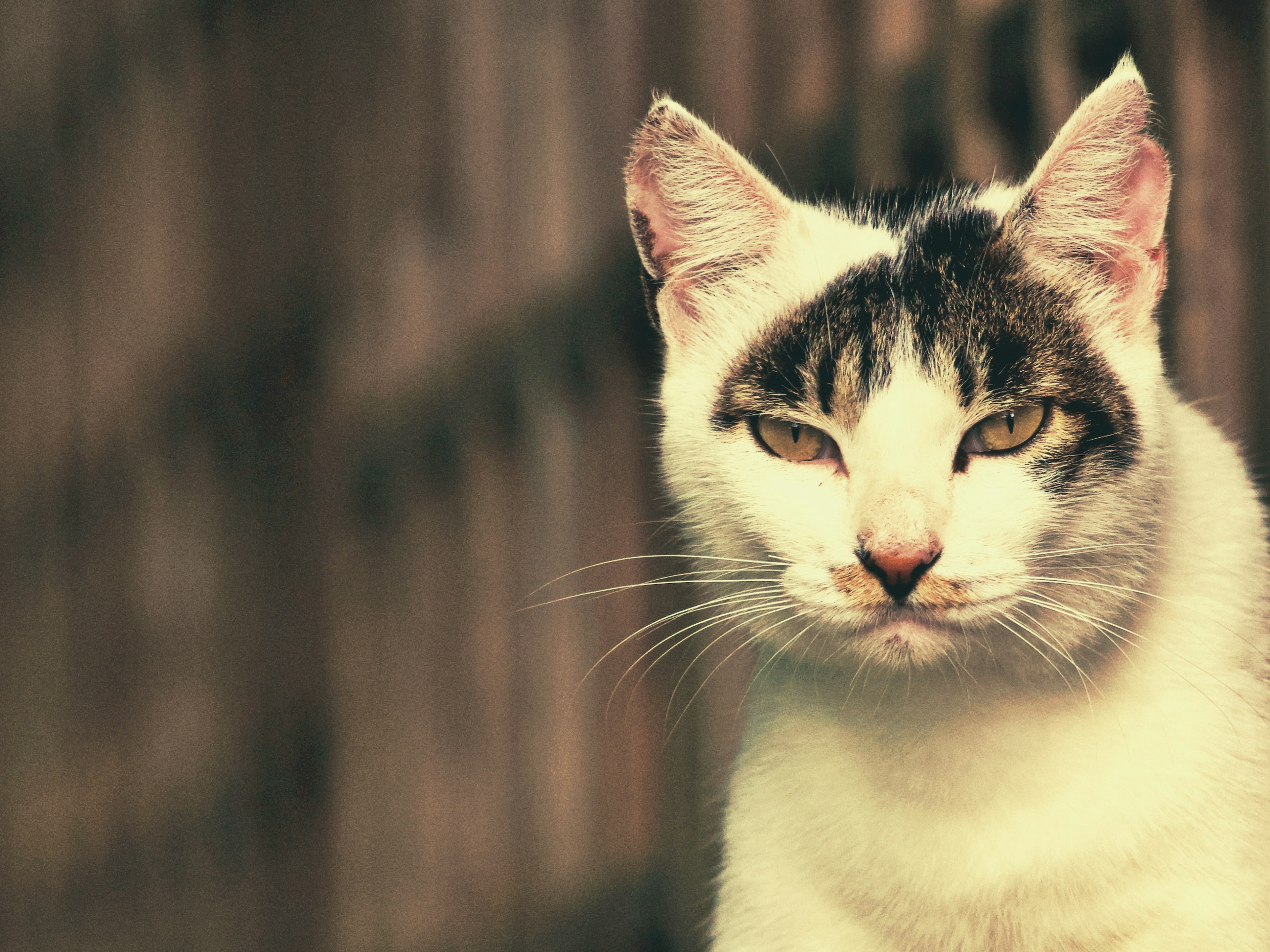 Un gato blanco mirando a la cámara con una cerca de madera borrosa al fondo