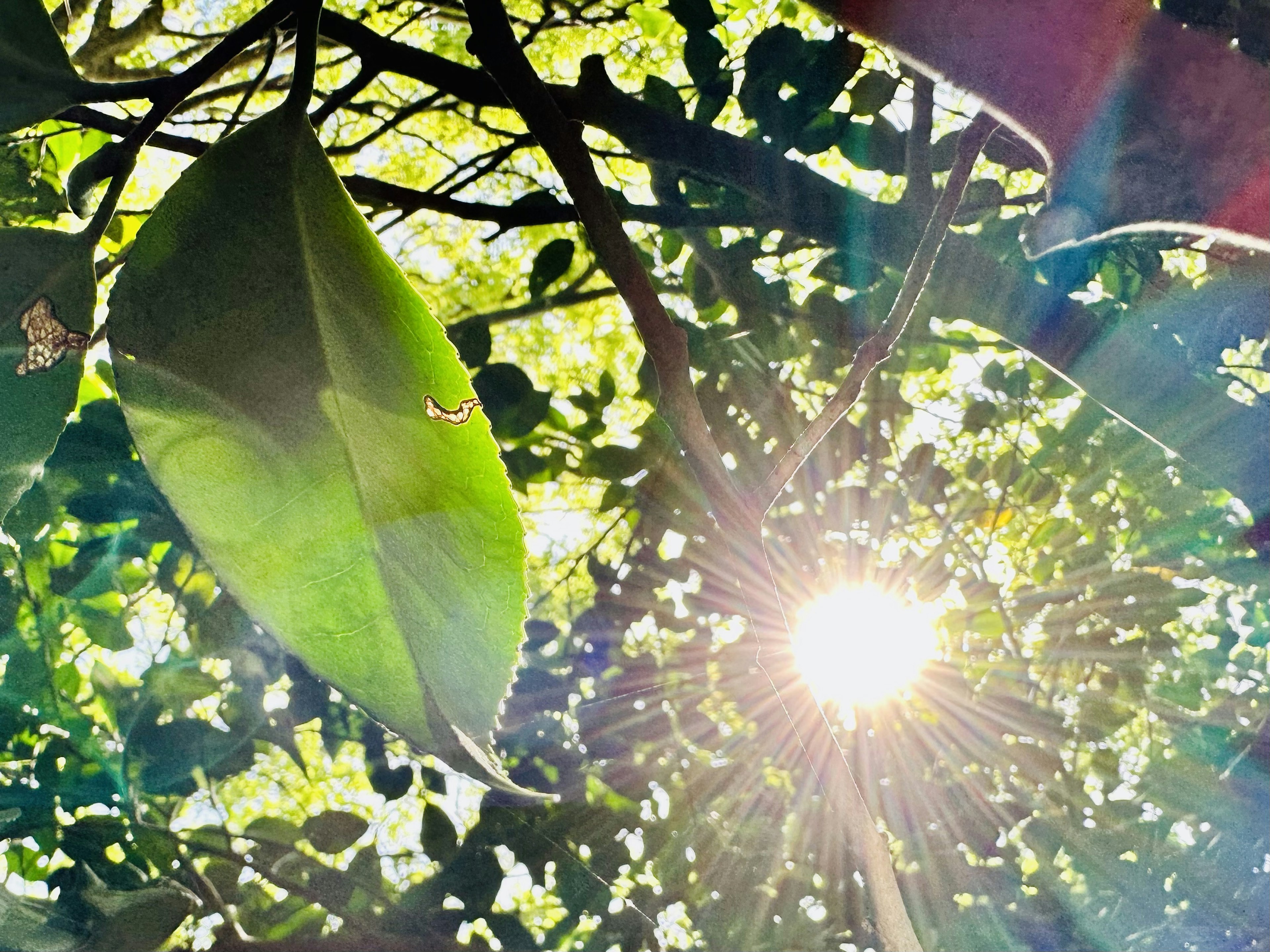 Photo capturing sunlight filtering through leaves green foliage and bright sun rays