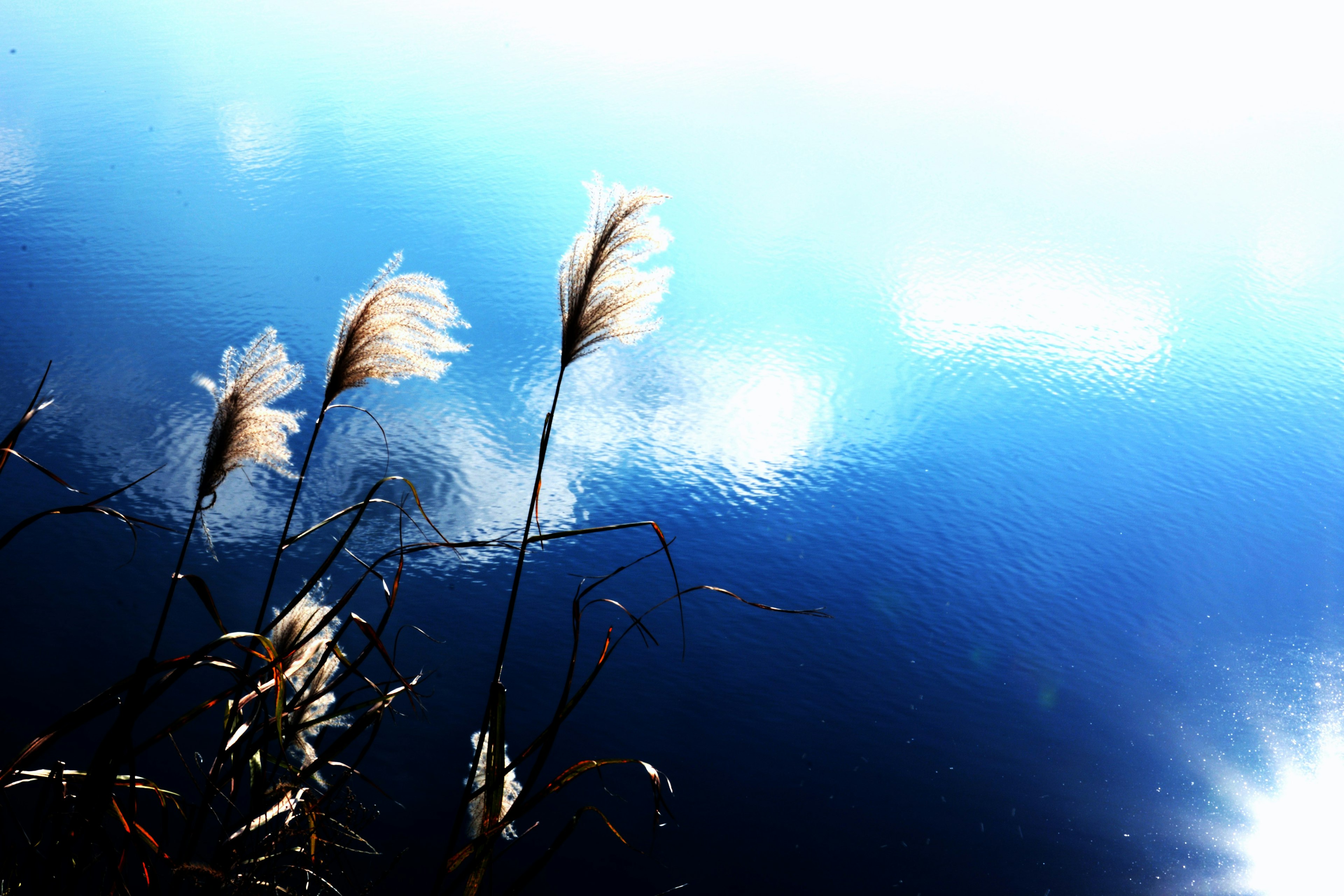 Erba di pampa silhouettata su una superficie d'acqua blu