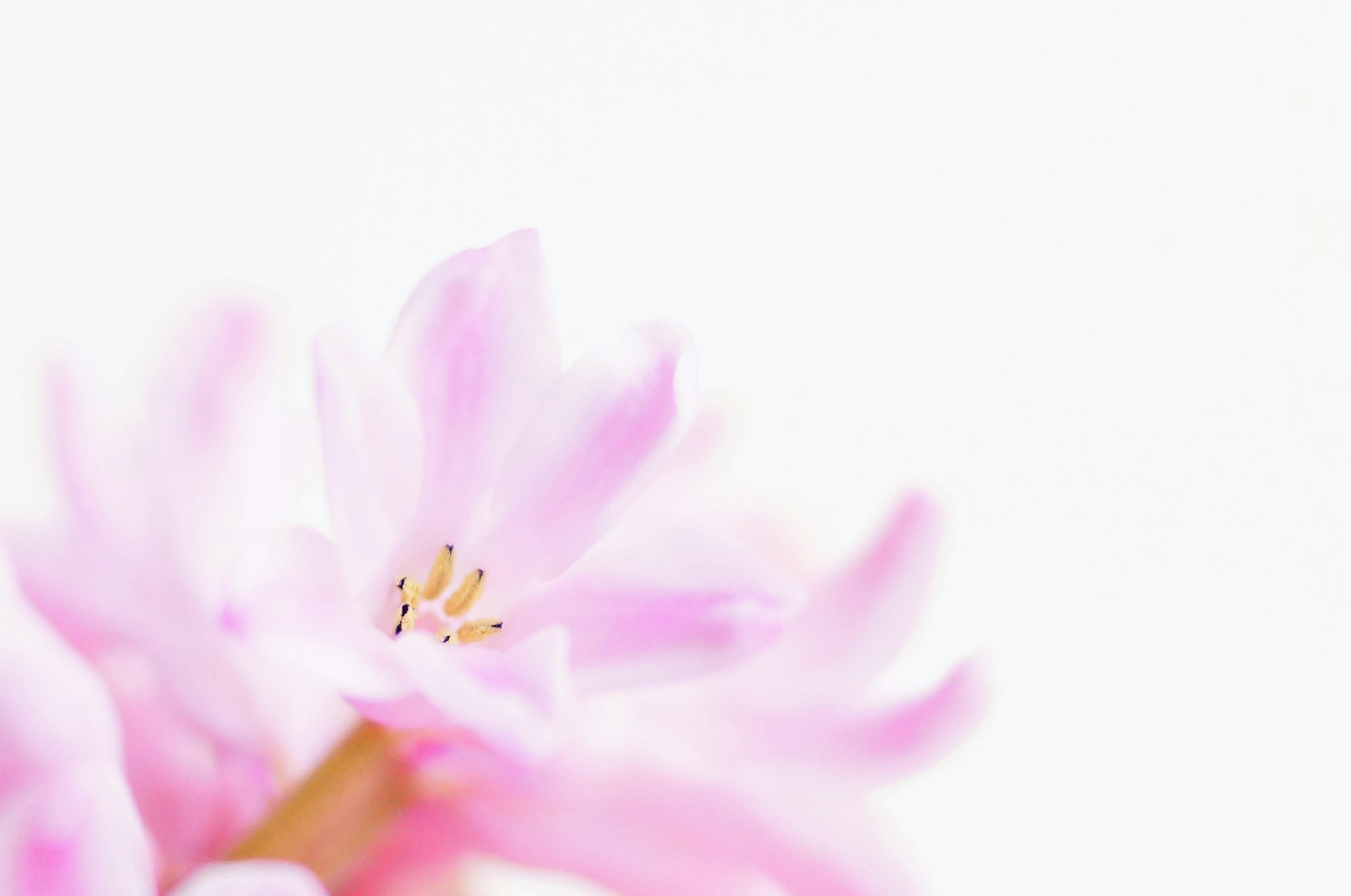 Primo piano di un petalo di fiore rosa chiaro su uno sfondo luminoso