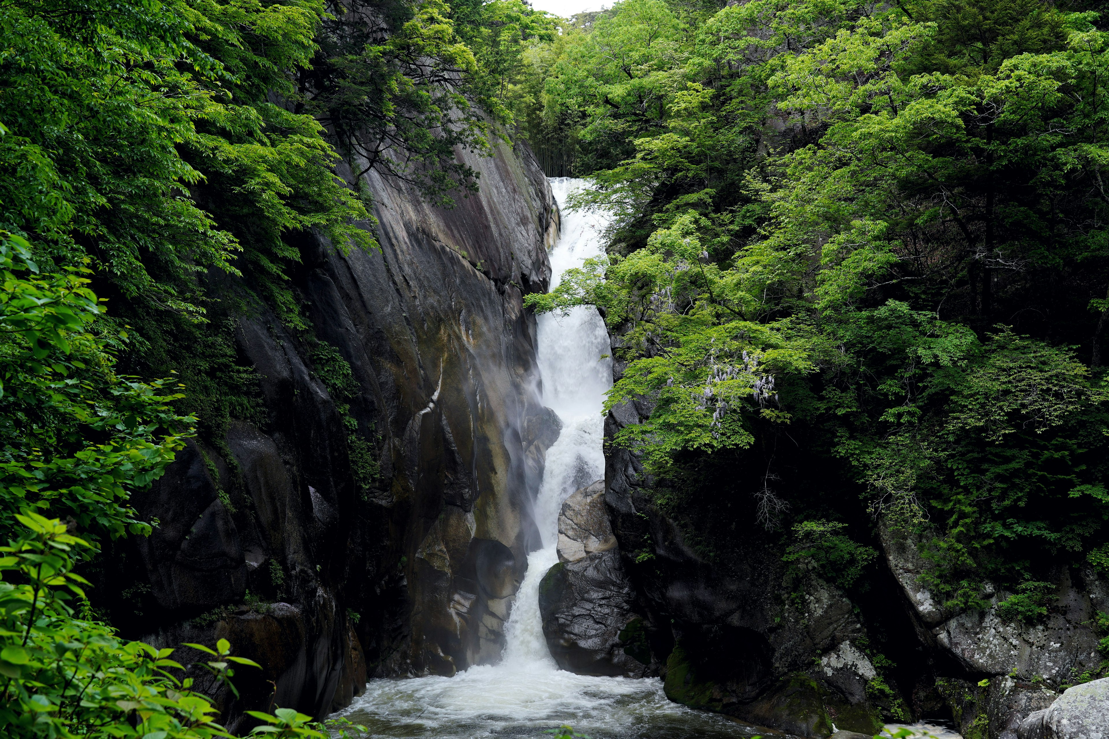 Une belle cascade entourée d'arbres verts luxuriants