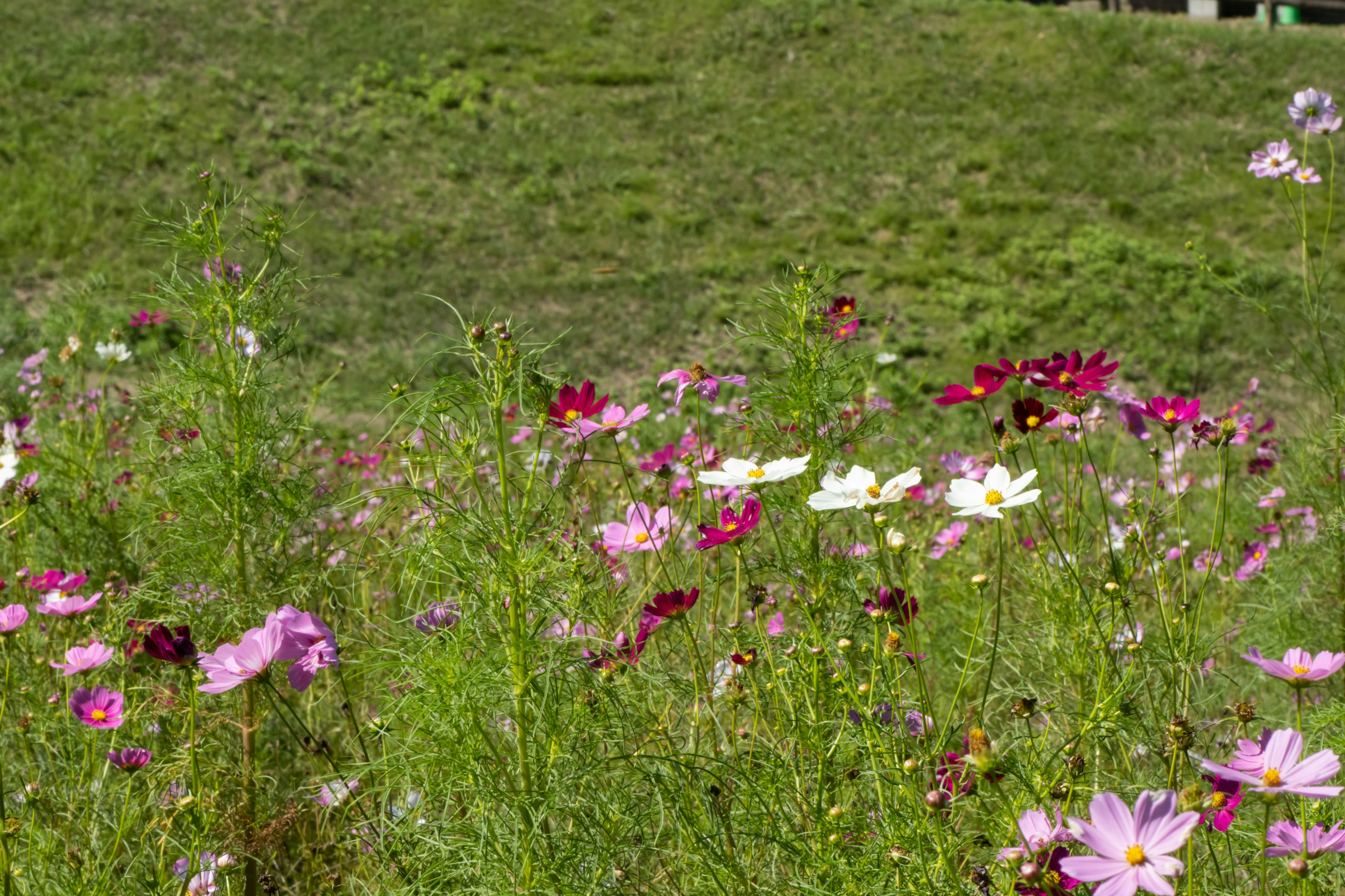 Bunte Blumen blühen auf einer grasbewachsenen Fläche