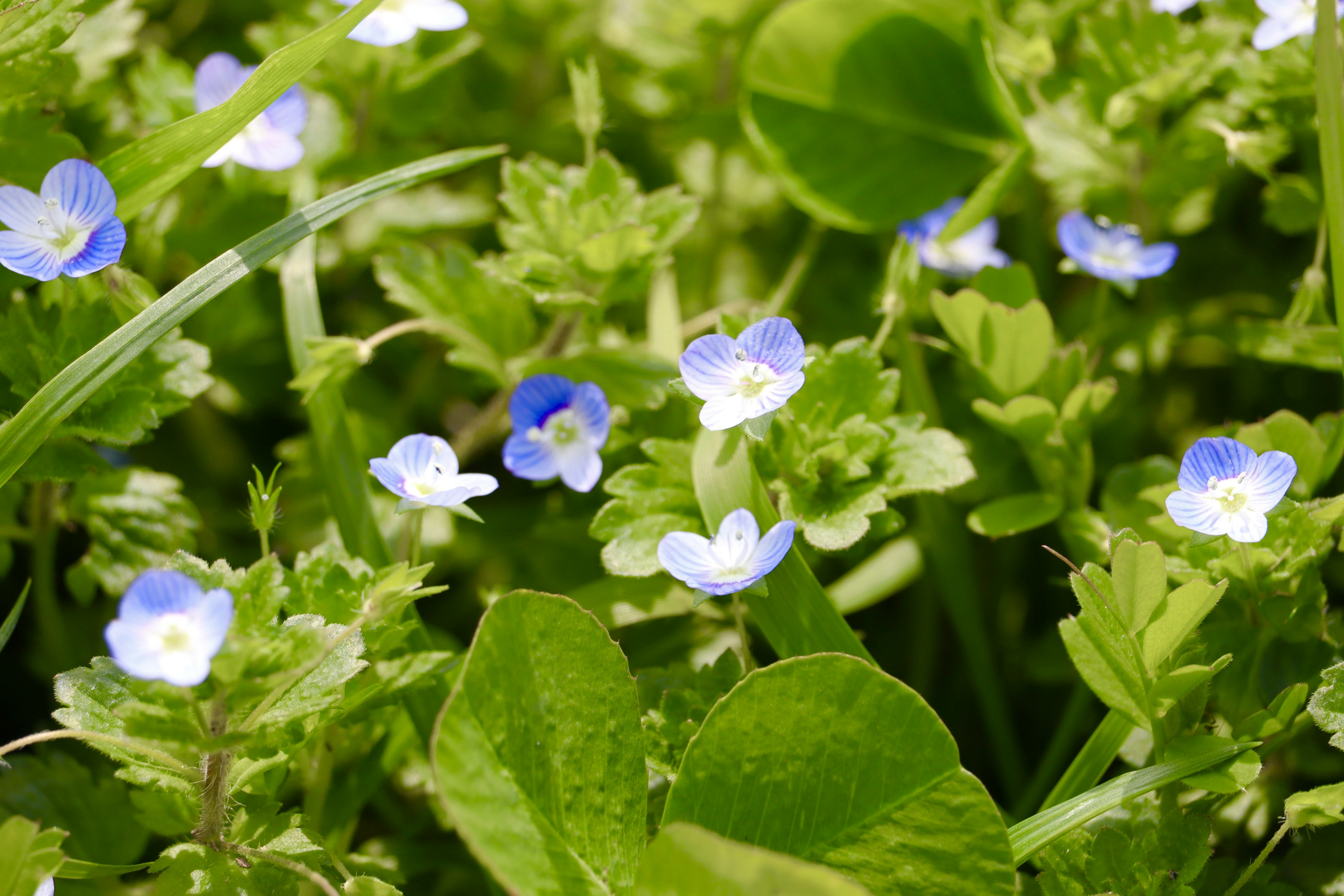 Ein üppiger Boden mit kleinen blauen Blumen und grünen Blättern