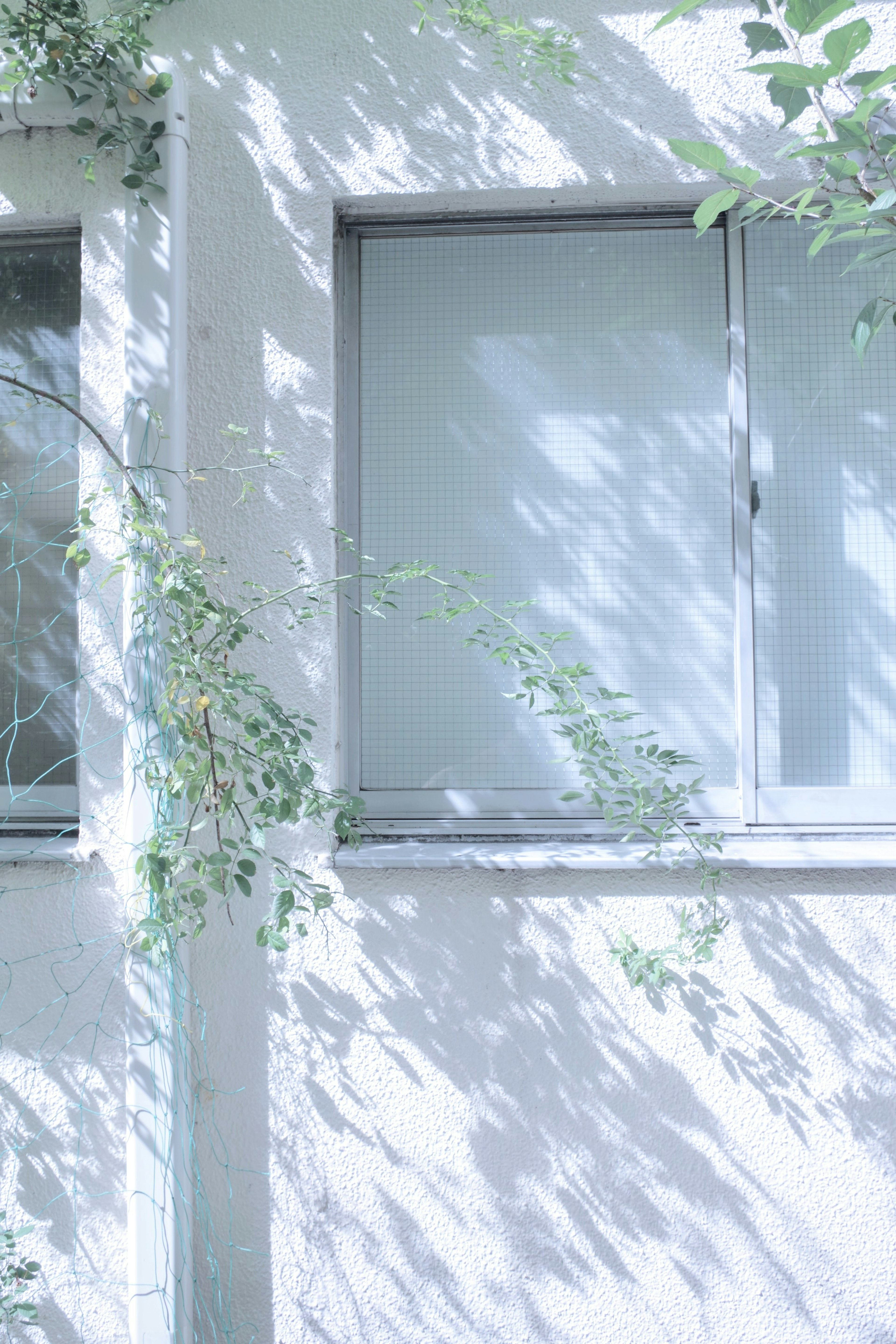 Una pared blanca con ventanas y sombras suaves de la vegetación cercana