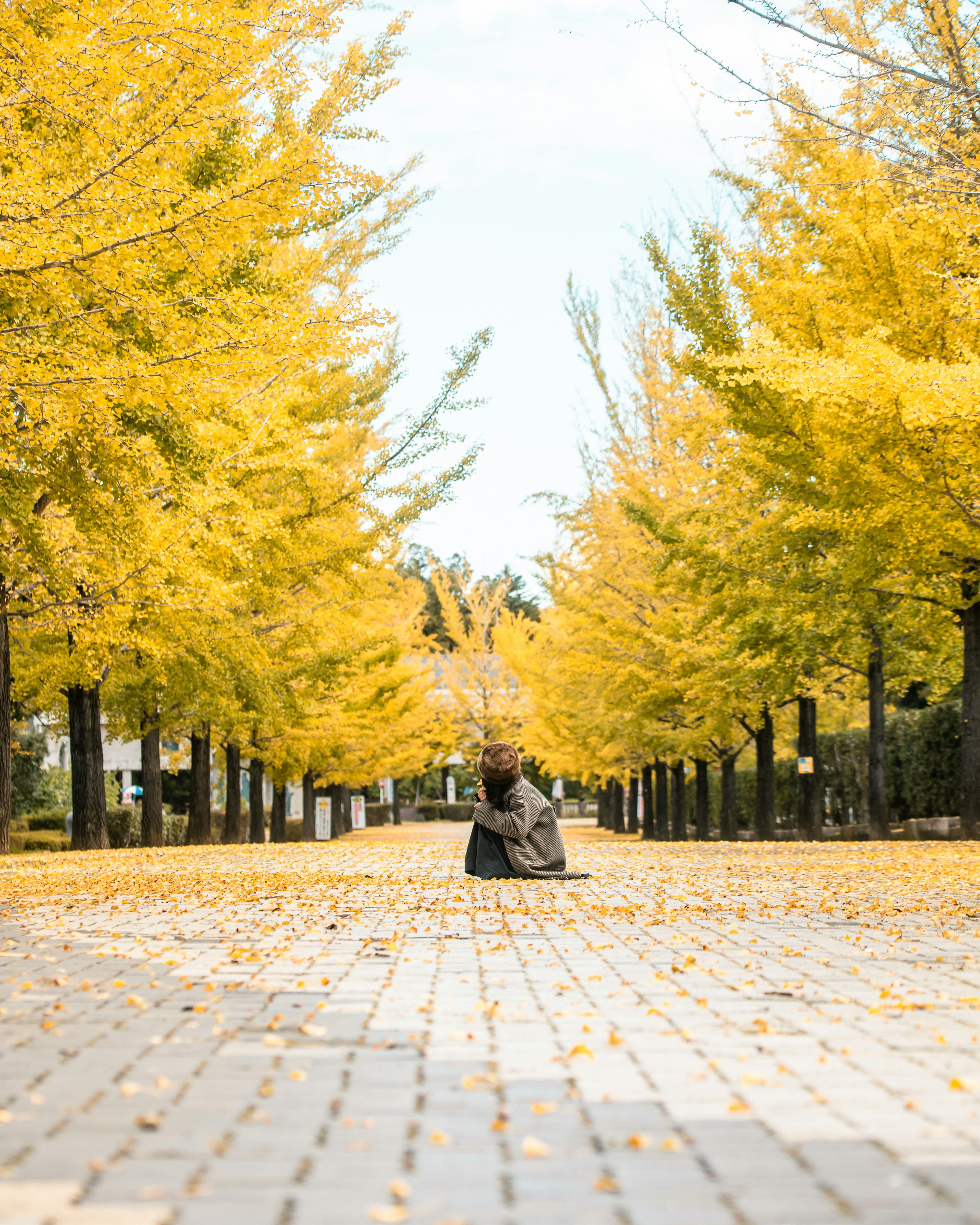 Une personne assise sur un chemin bordé d'arbres ginkgo jaunes