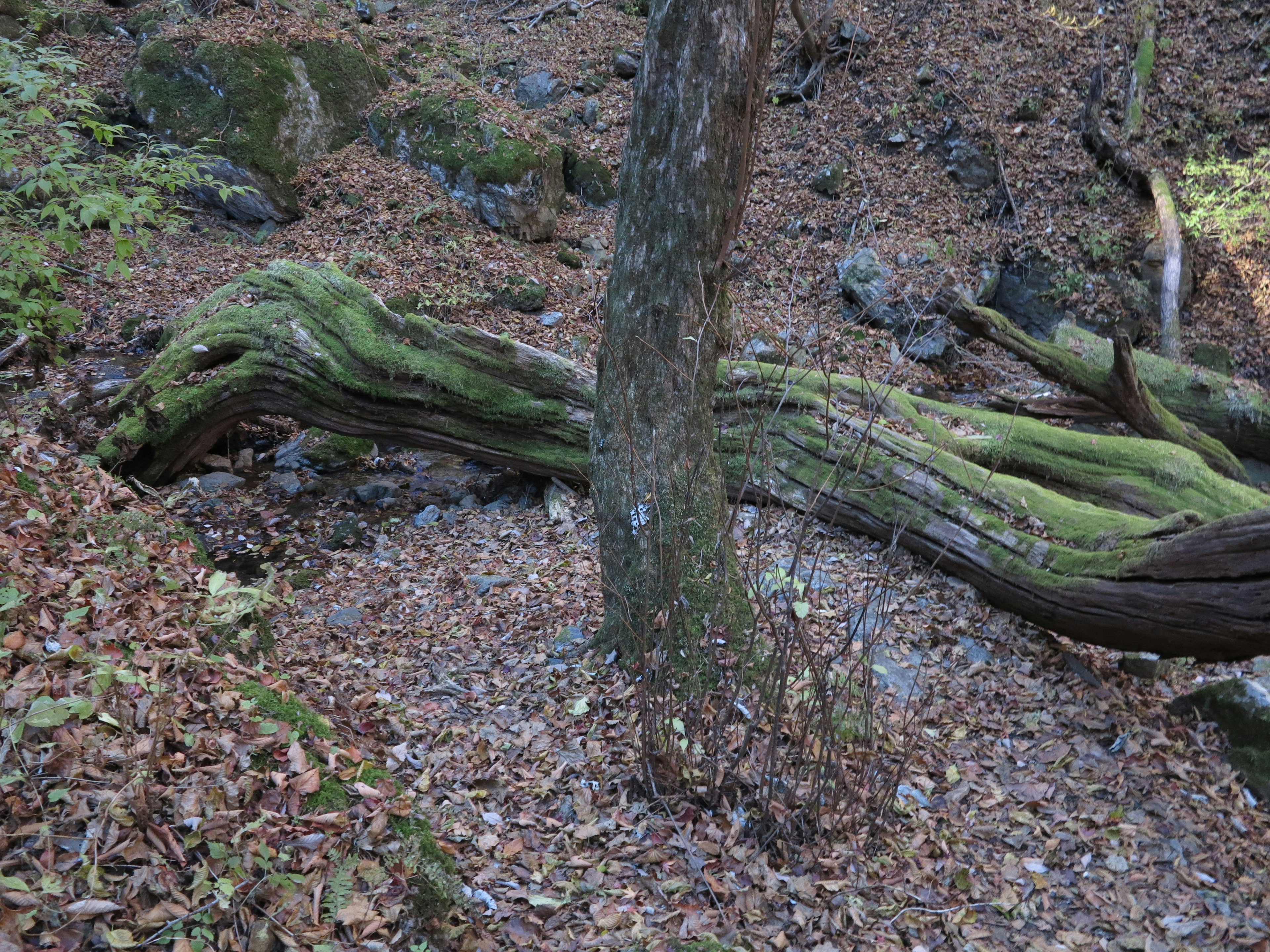 苔むした倒木と周囲の落ち葉が広がる森林の風景