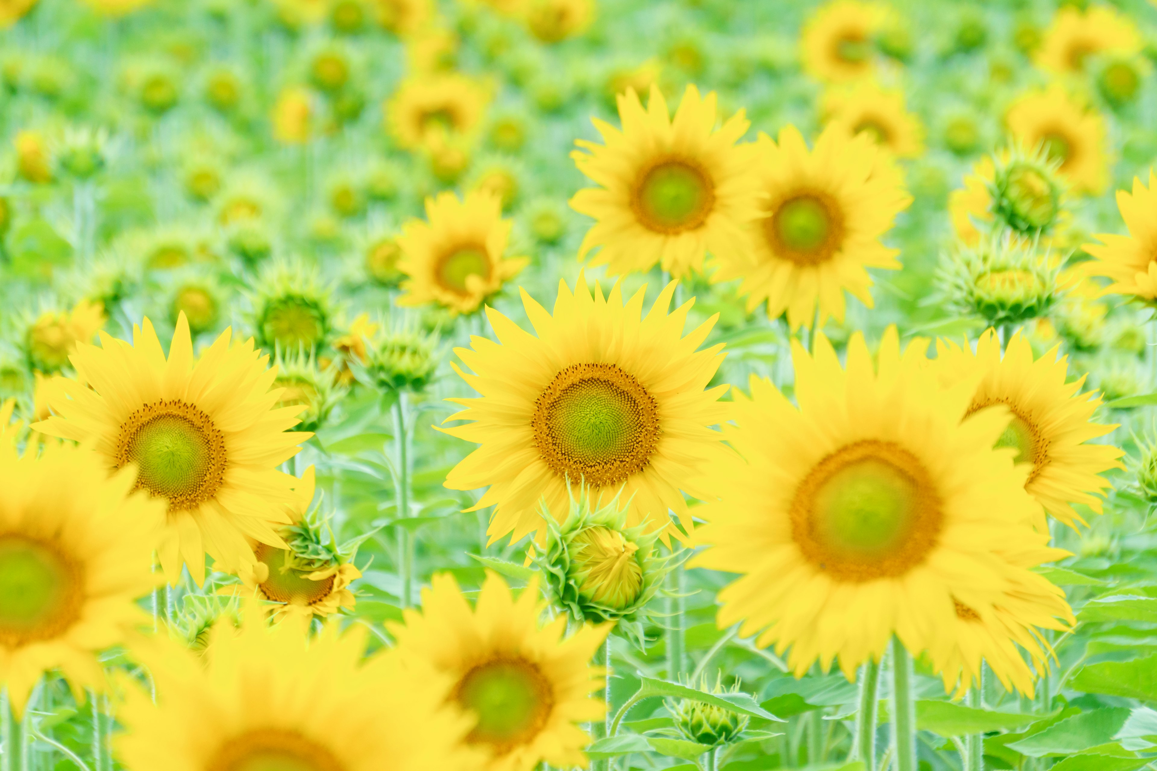 ひまわり畑の美しい風景色鮮やかな黄色の花が広がっている