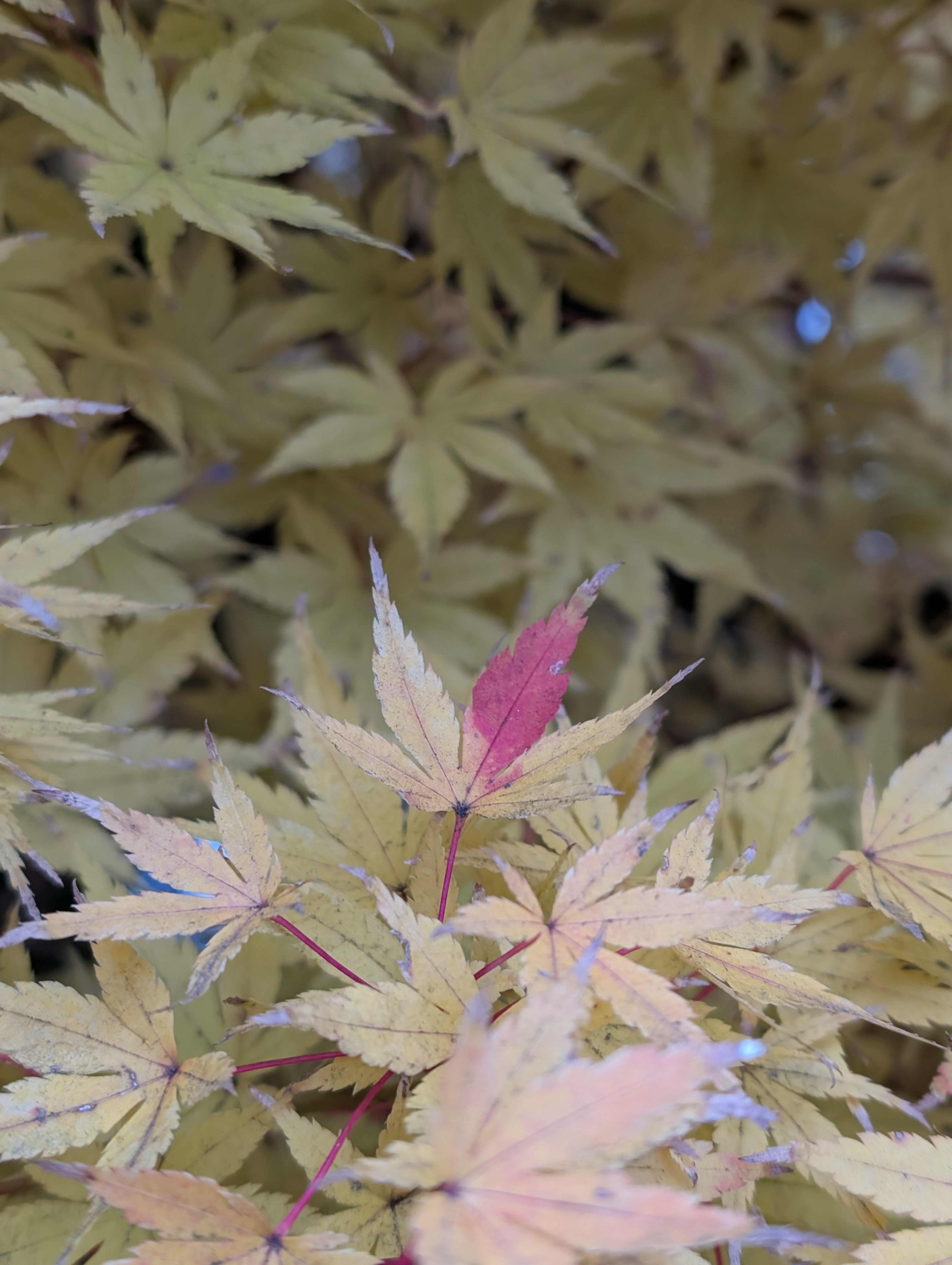 Gros plan de feuilles d'érable japonais avec une feuille rouge proéminente parmi les feuilles jaunes