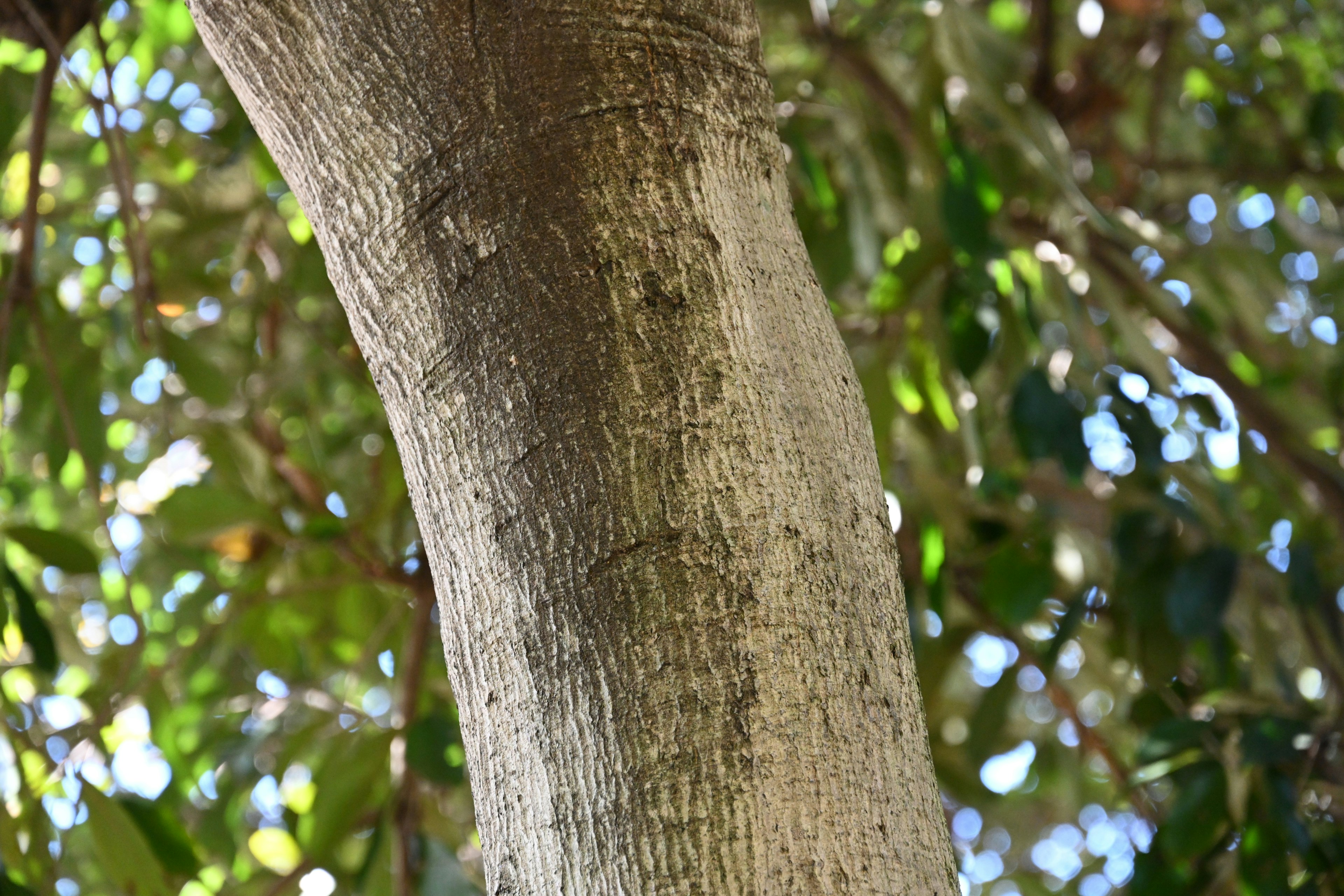 Primer plano de un tronco de árbol rodeado de hojas verdes