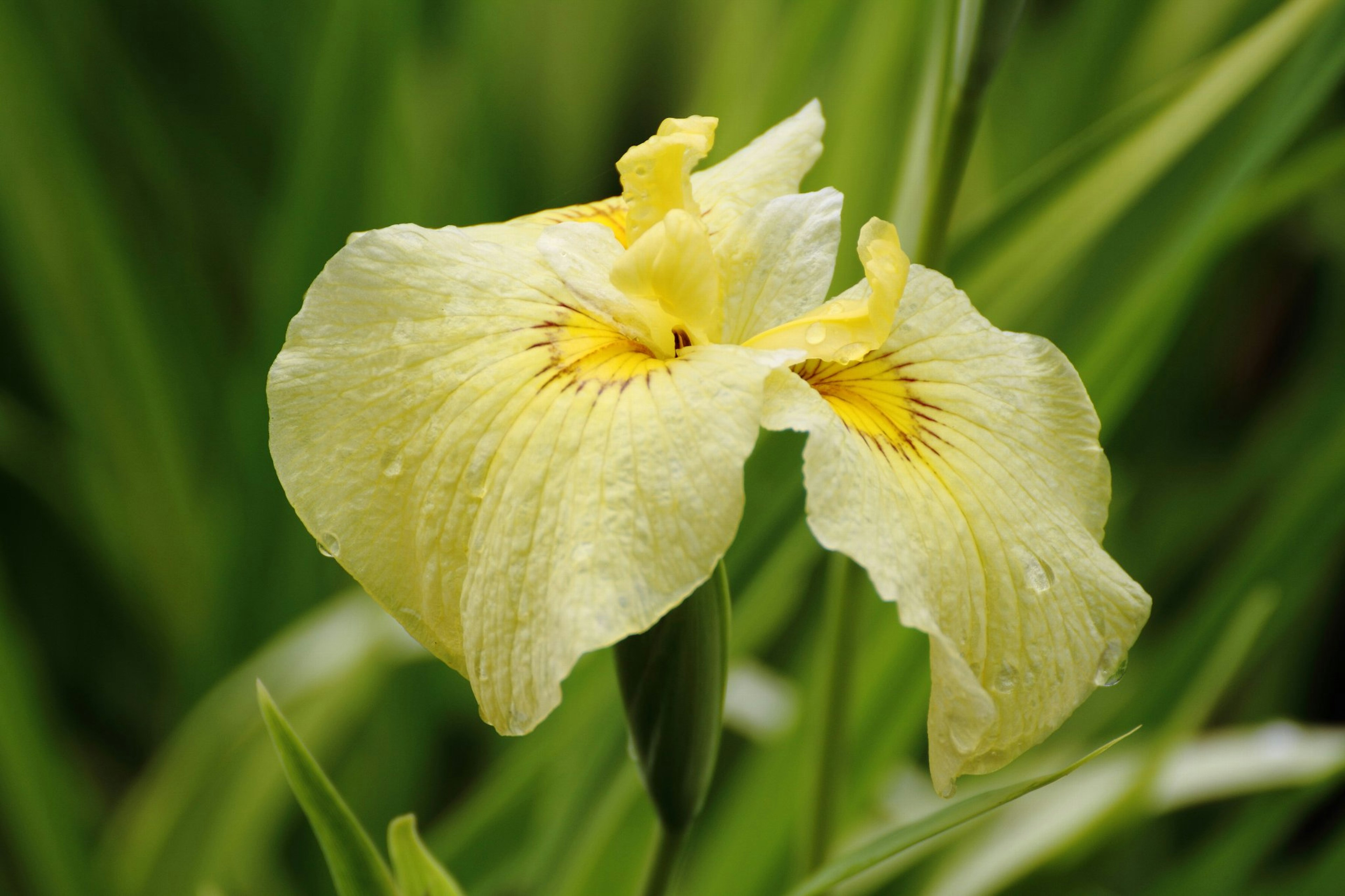 Bunga iris yang indah dengan kelopak kuning mekar di antara daun hijau