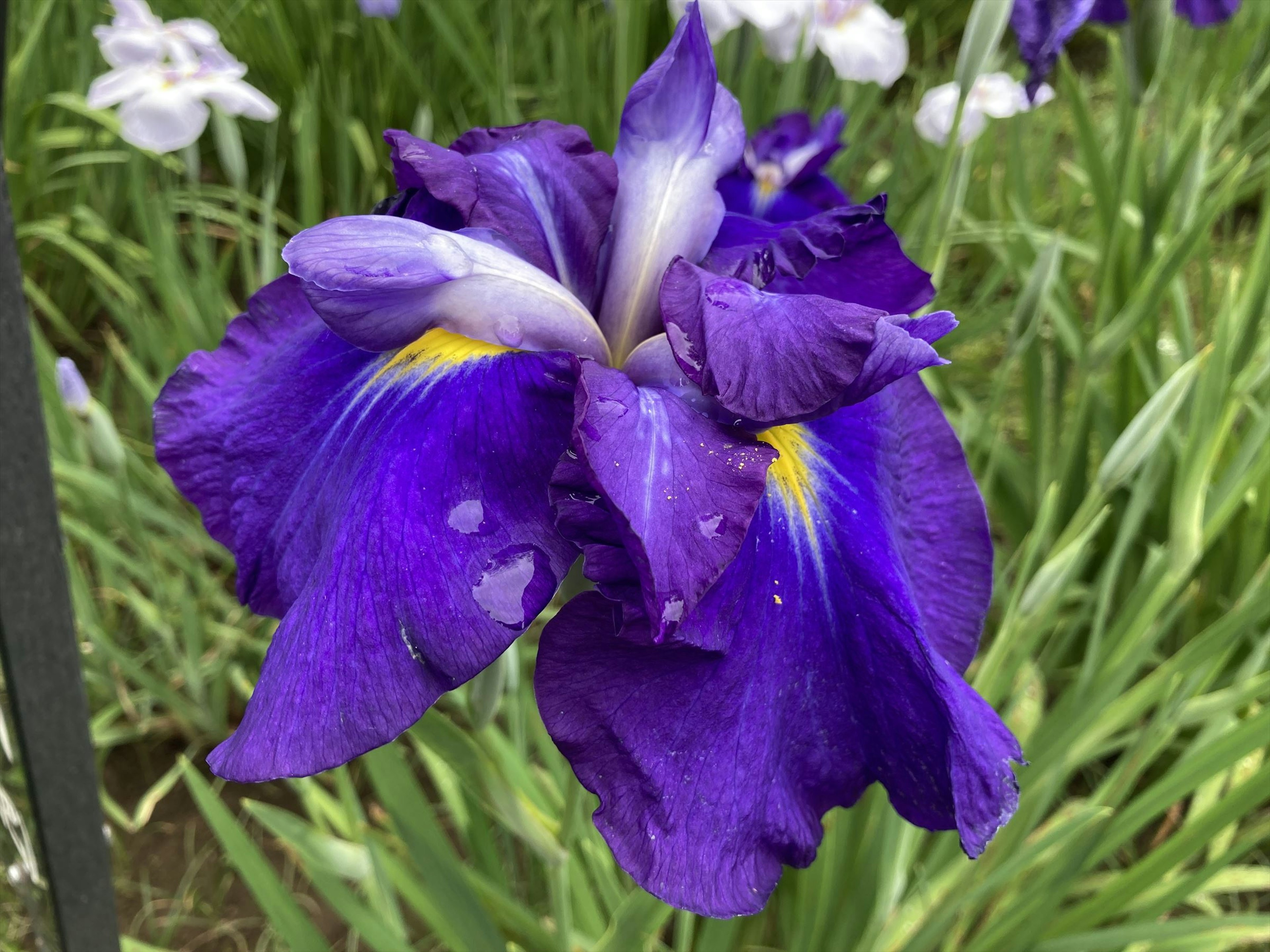 鮮やかな紫色のアイリスの花が咲いている