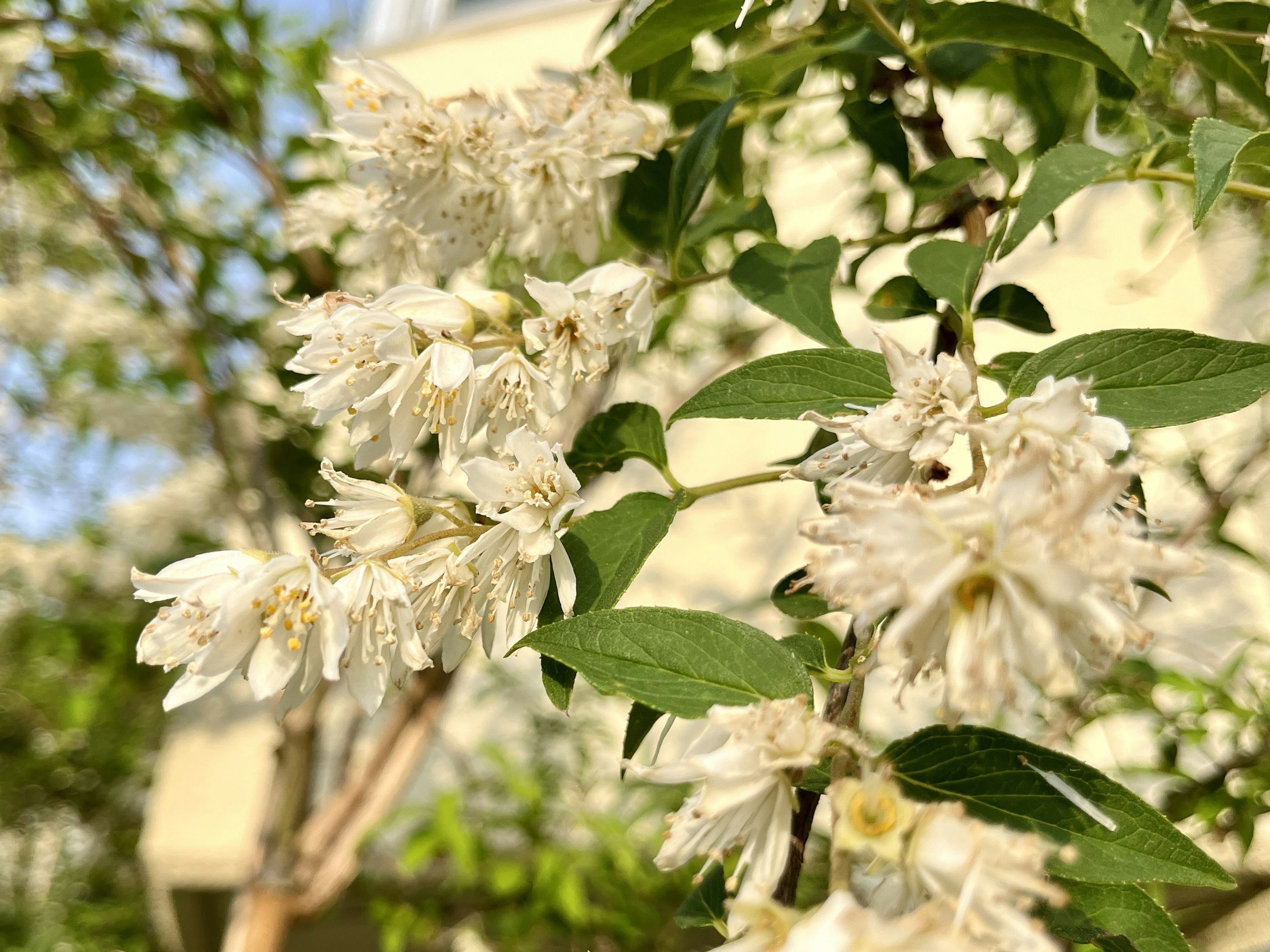 Primo piano di una pianta con fiori bianchi foglie verdi e un edificio sfocato sullo sfondo