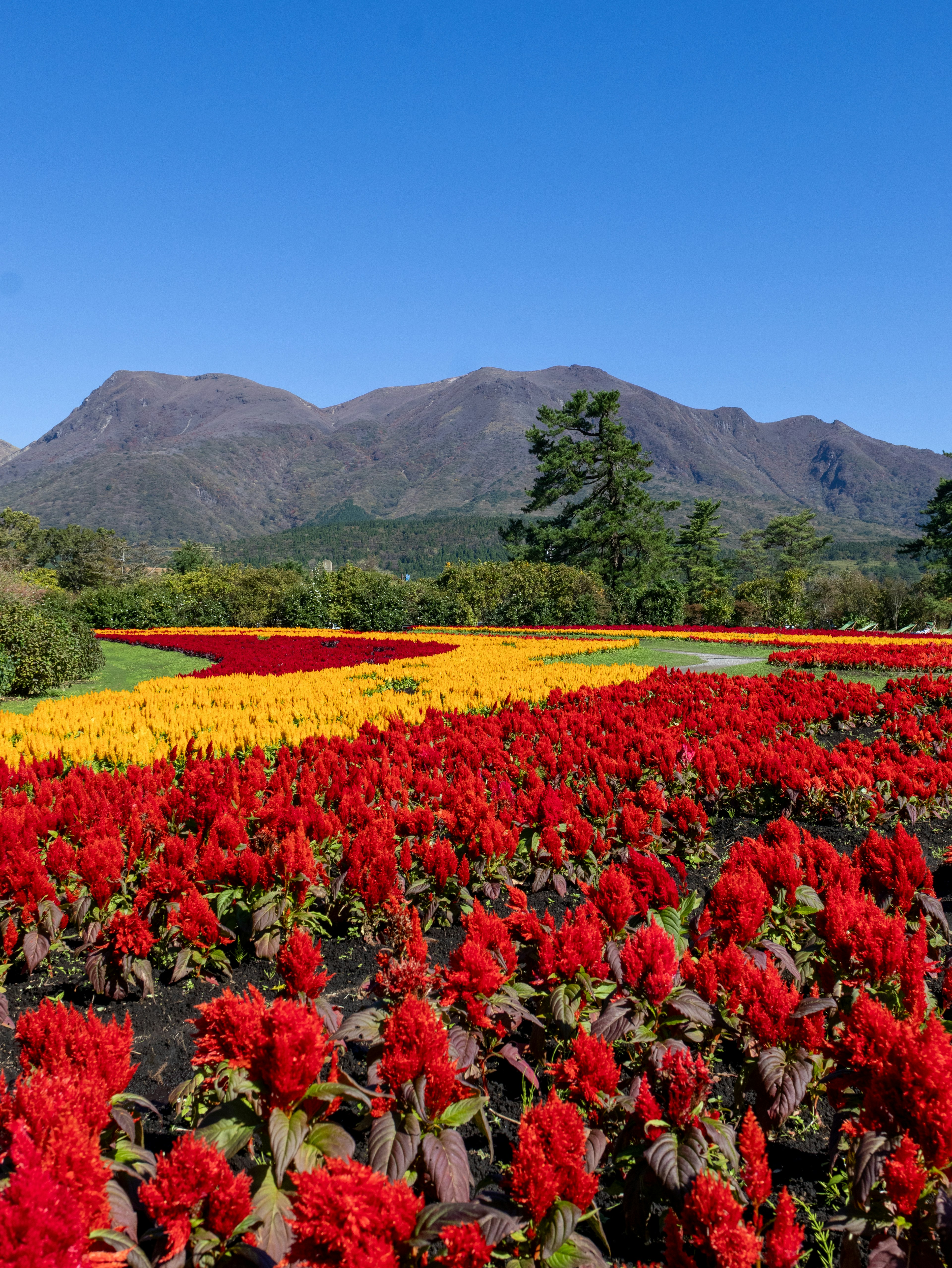 Champs de fleurs rouges et jaunes vibrants avec des montagnes en arrière-plan