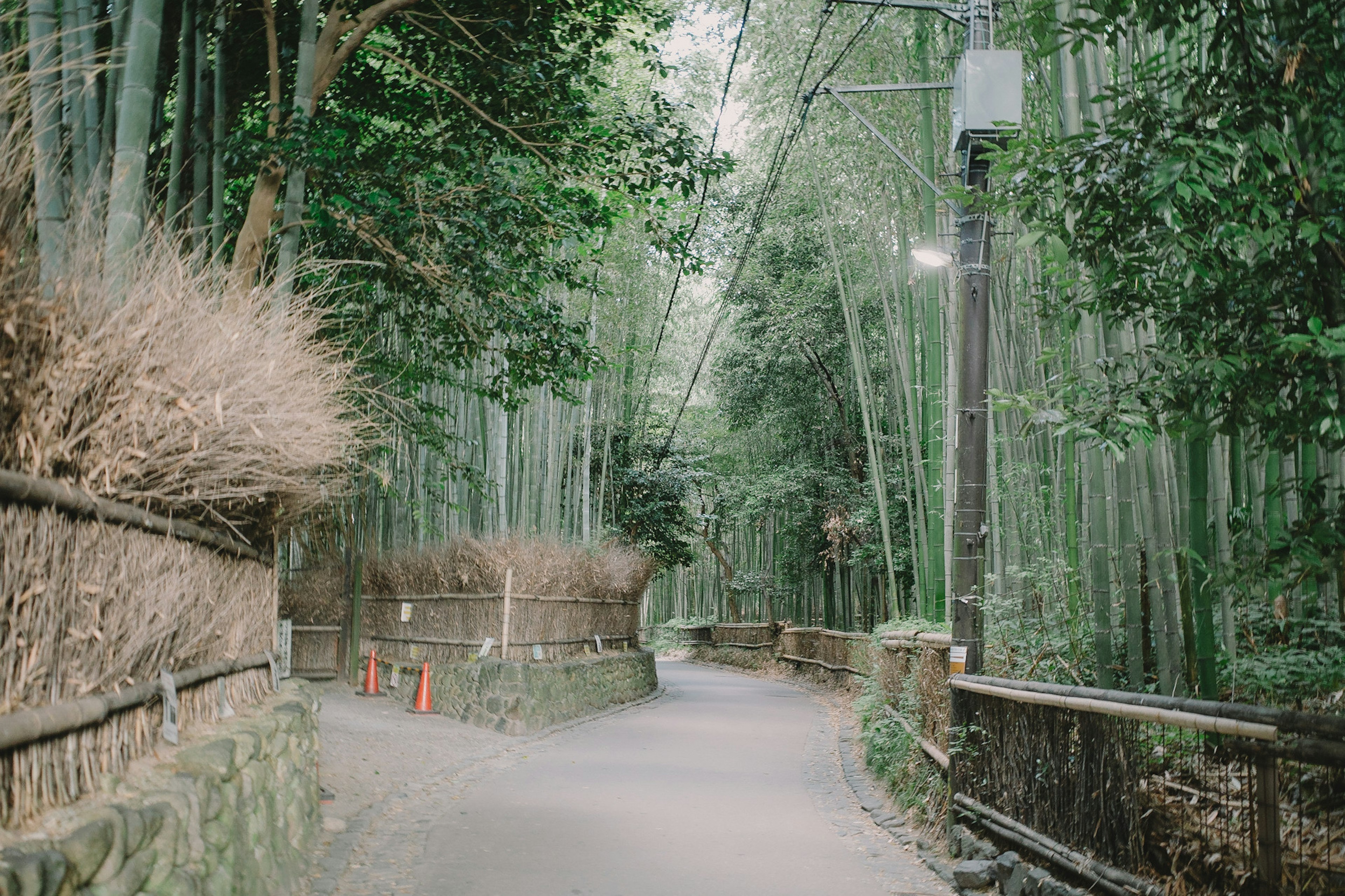 竹林の中の静かな小道と緑の景色