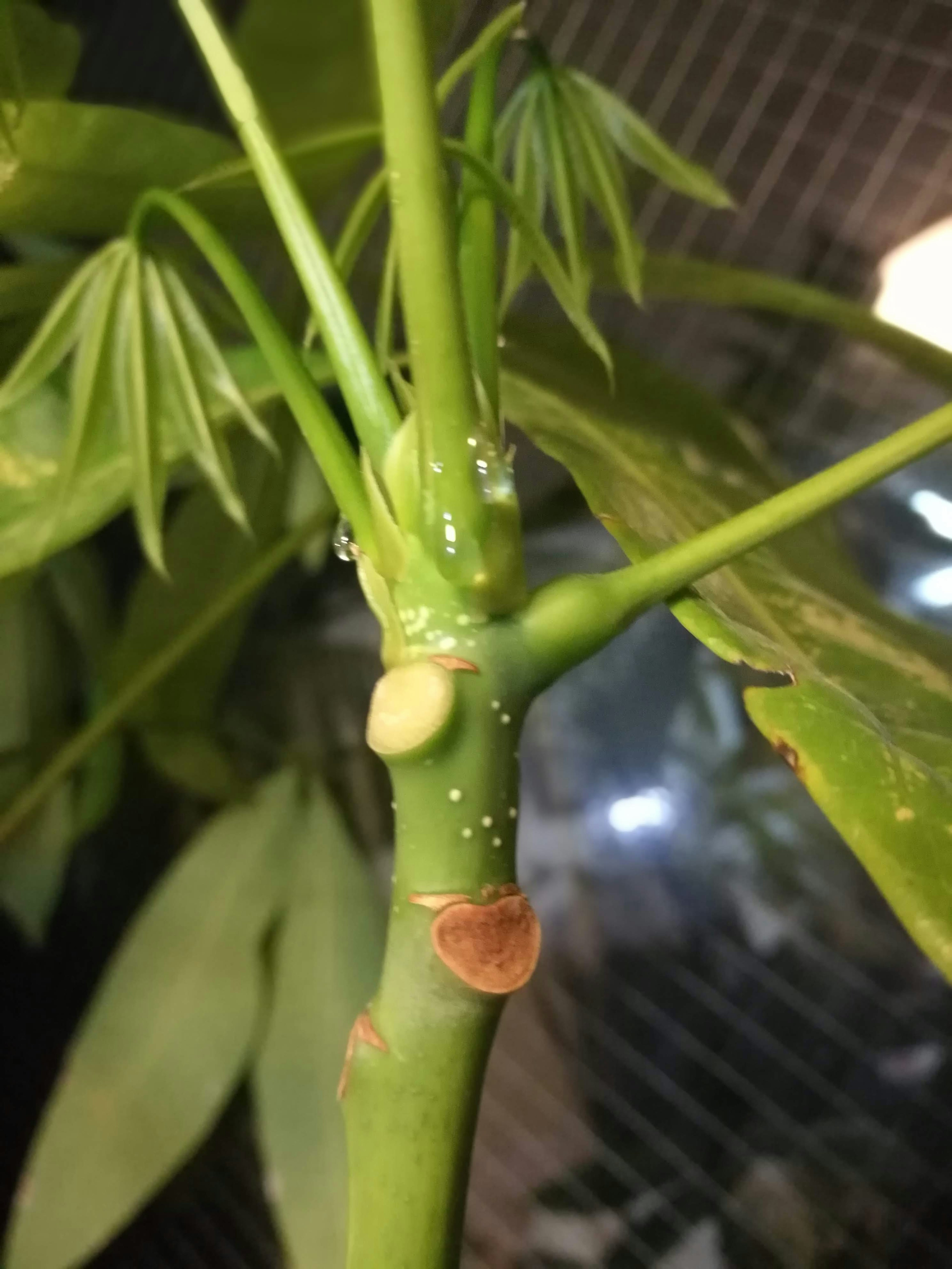 Gros plan sur une tige verte avec de petites feuilles et des gouttelettes sur une plante