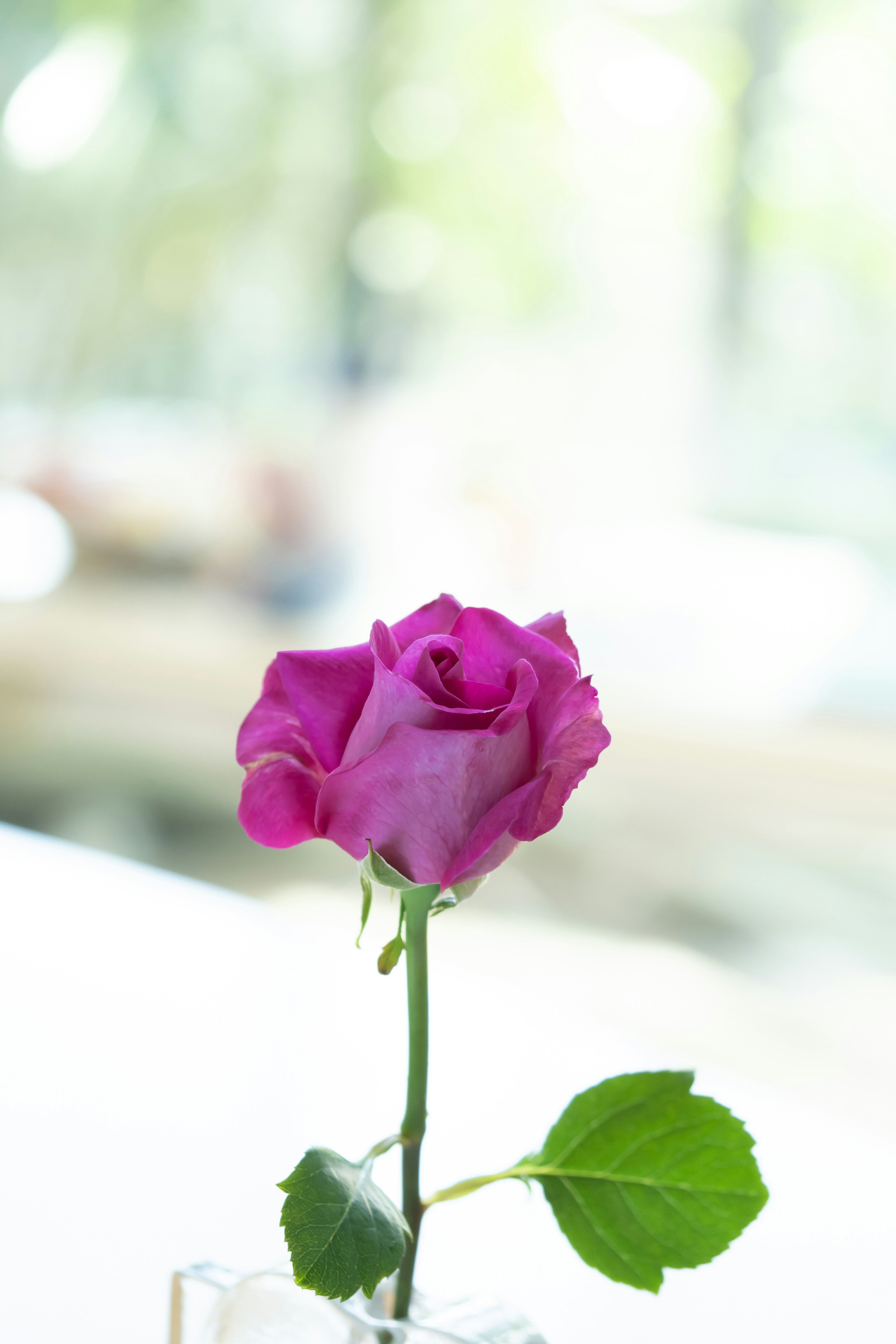 Una bella rosa viola esposta in un vaso di vetro