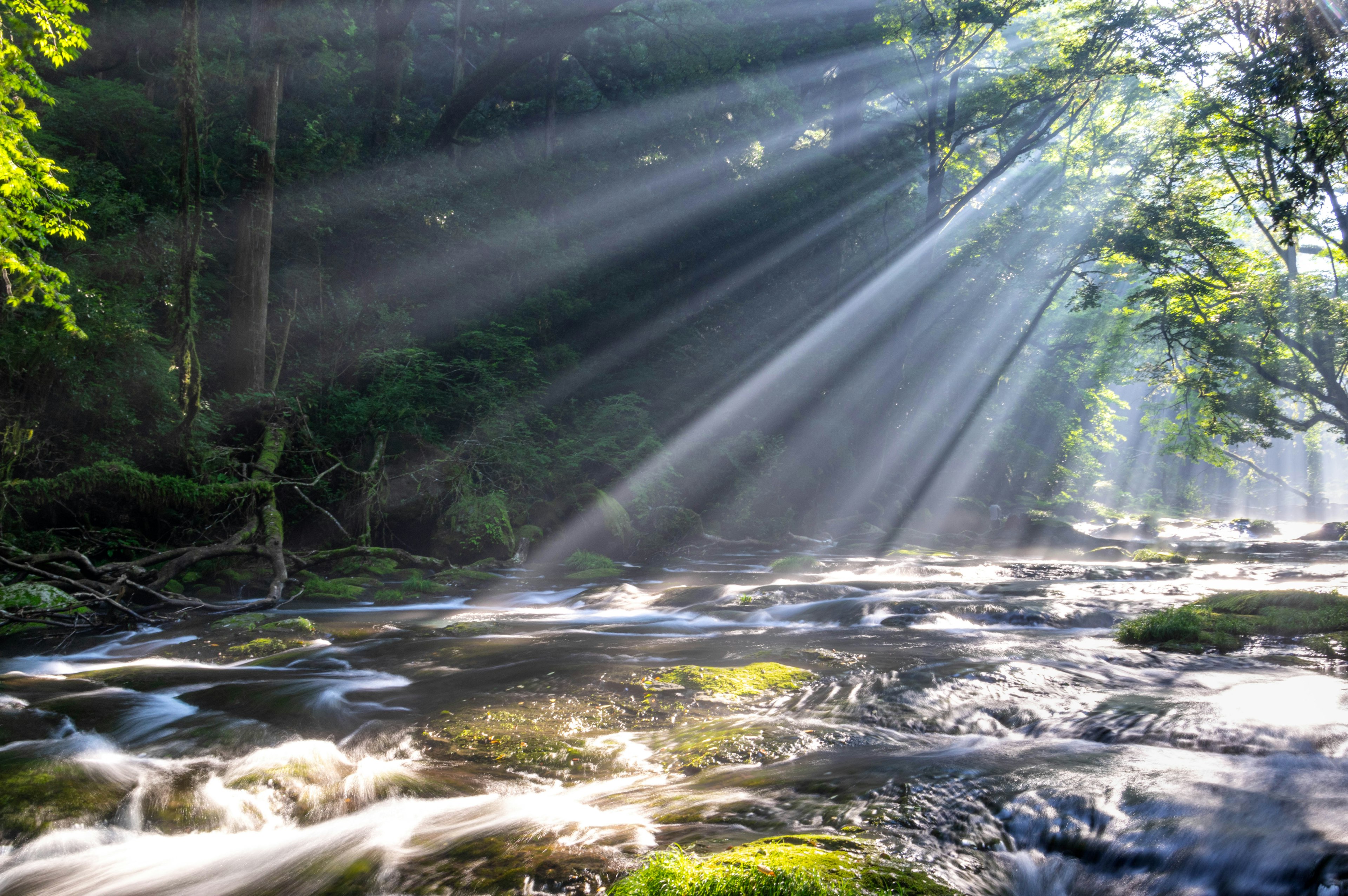 Un fiume che scorre in una foresta lussureggiante con la luce del sole che filtra tra gli alberi