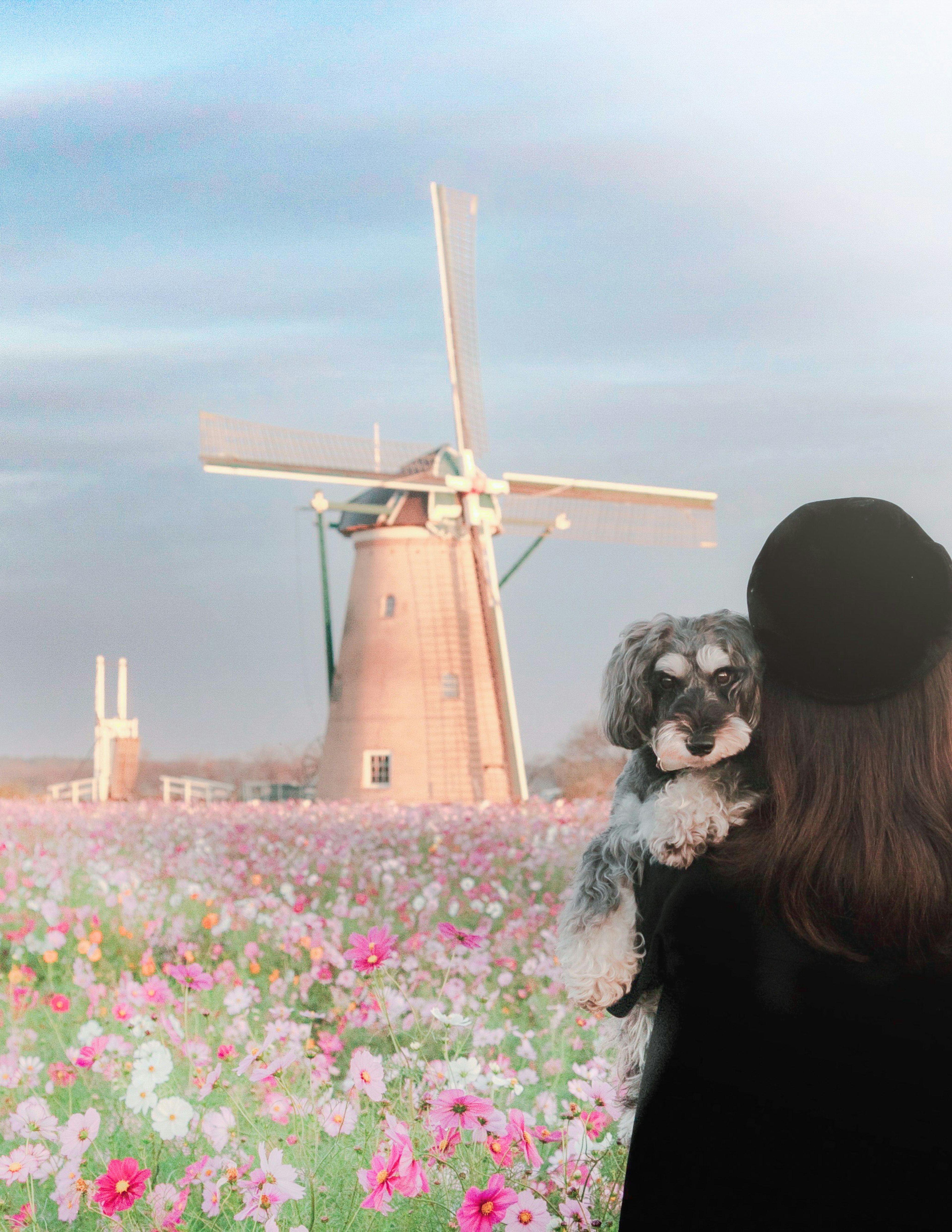 風車の前に立つ女性と犬の写真 色とりどりの花が咲く風景