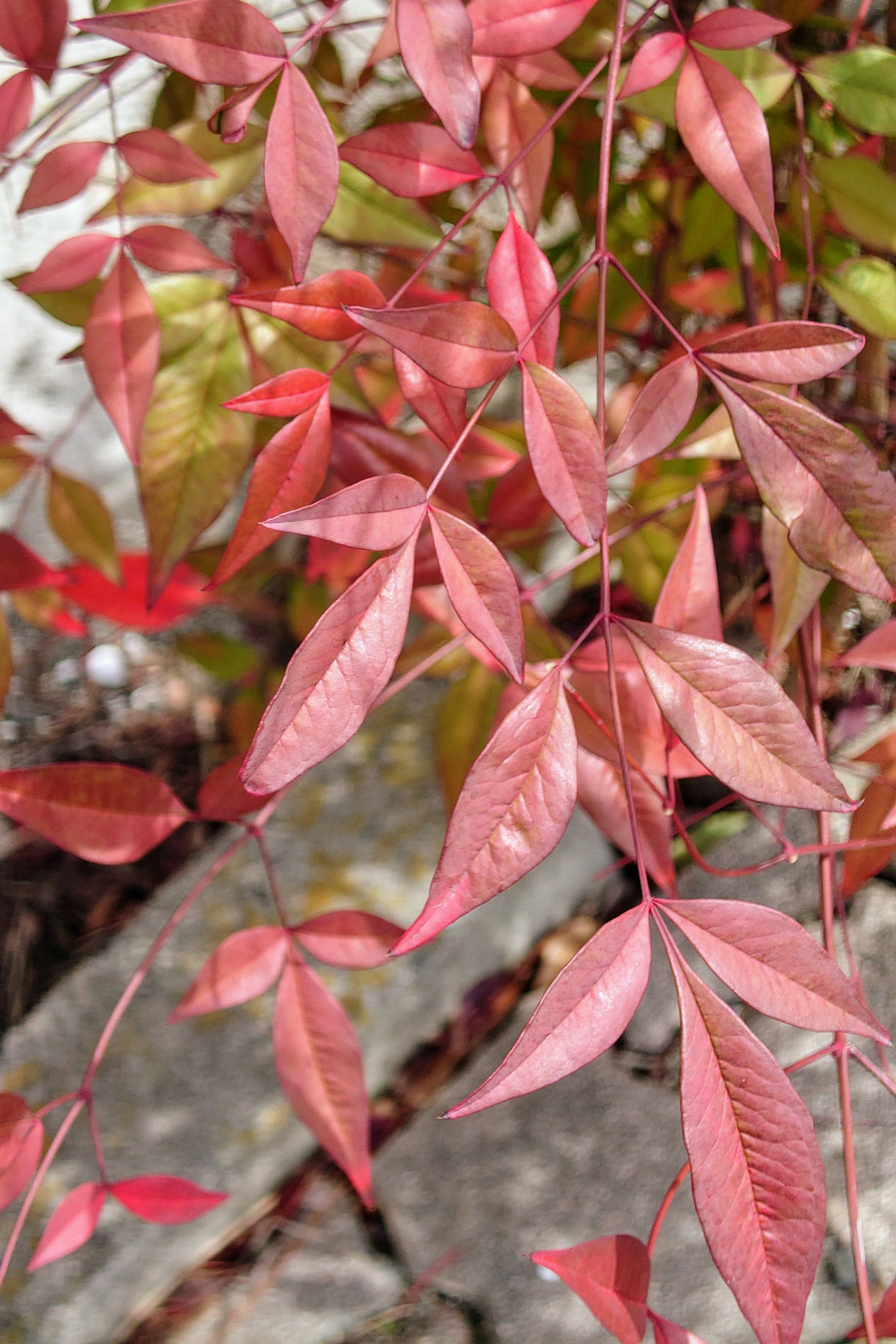 Kedekatan daun merah dengan latar belakang batu