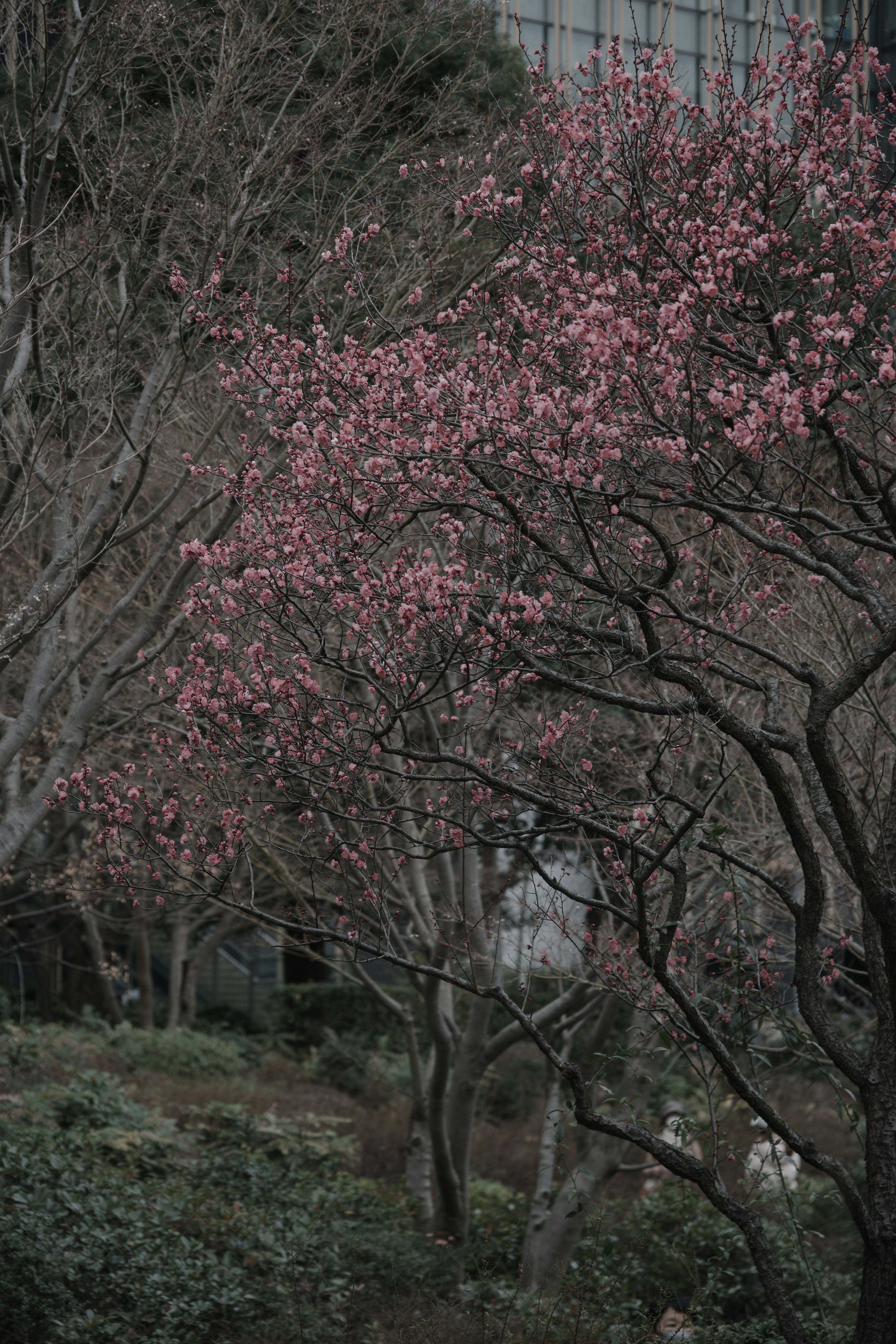 Flores de cerezo floreciendo contra un fondo oscuro