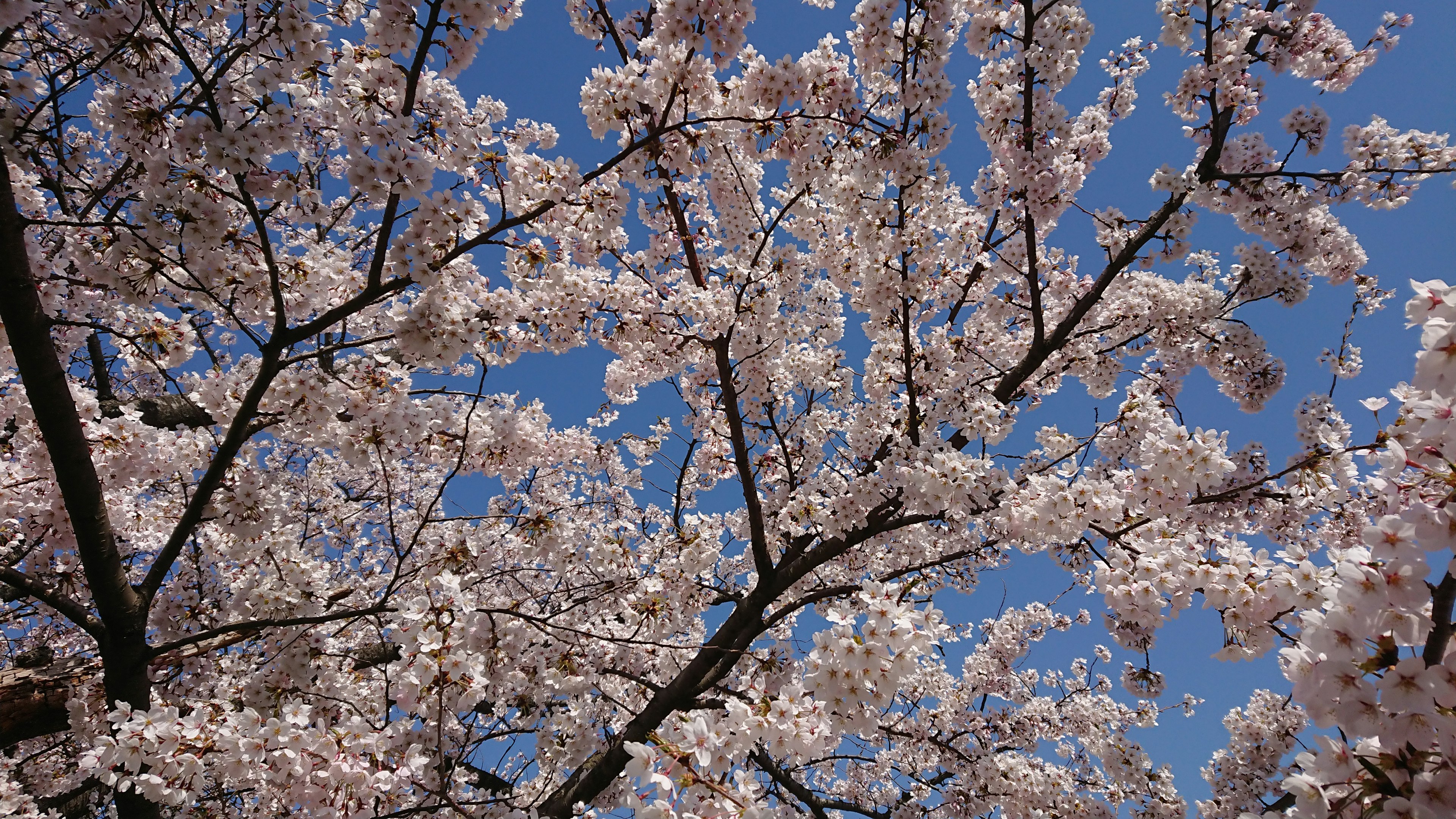 Kirschblüten in voller Blüte vor blauem Himmel