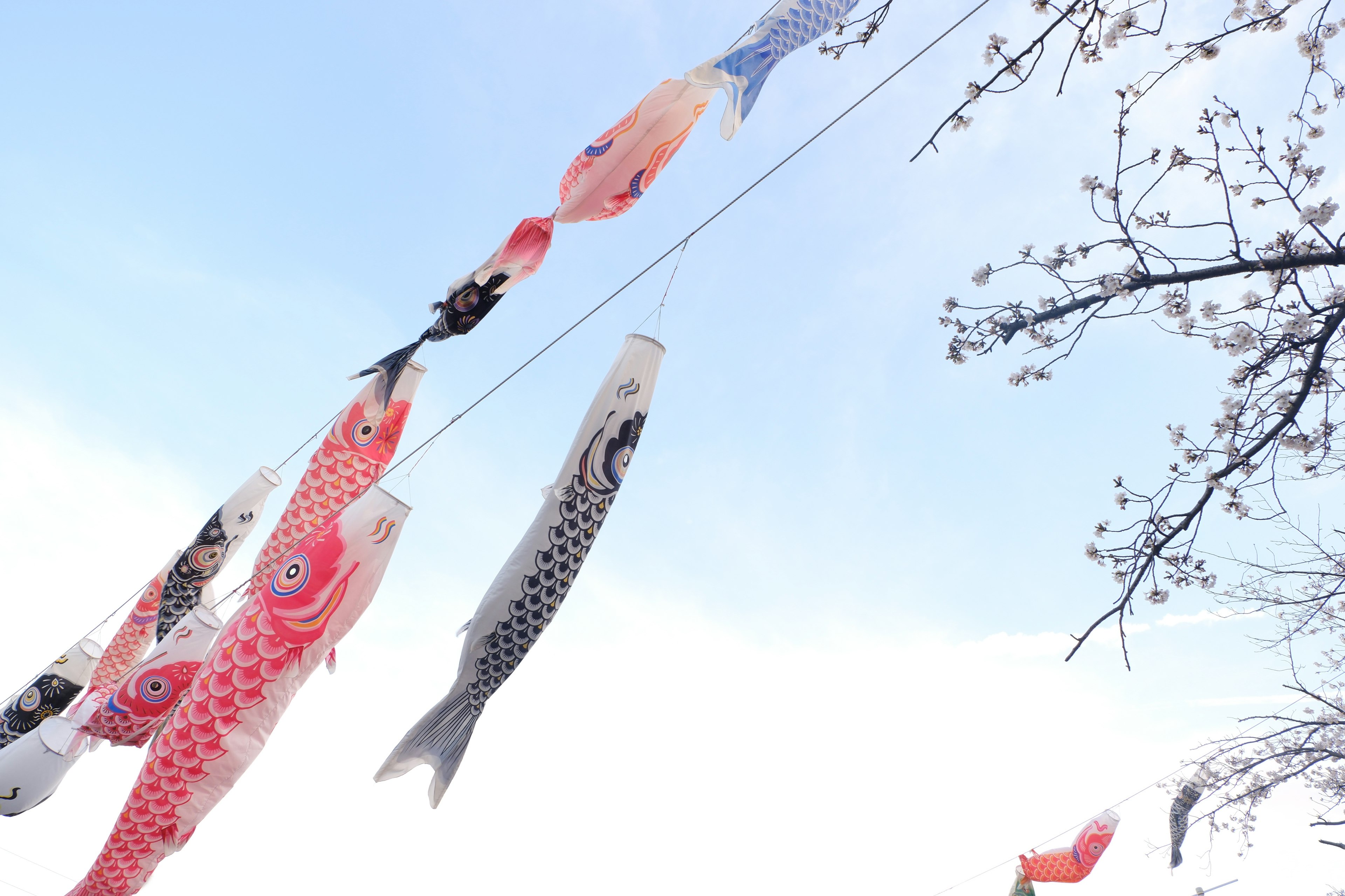 Bannières de poissons koi flottant sous un ciel bleu avec des cerisiers en fleurs